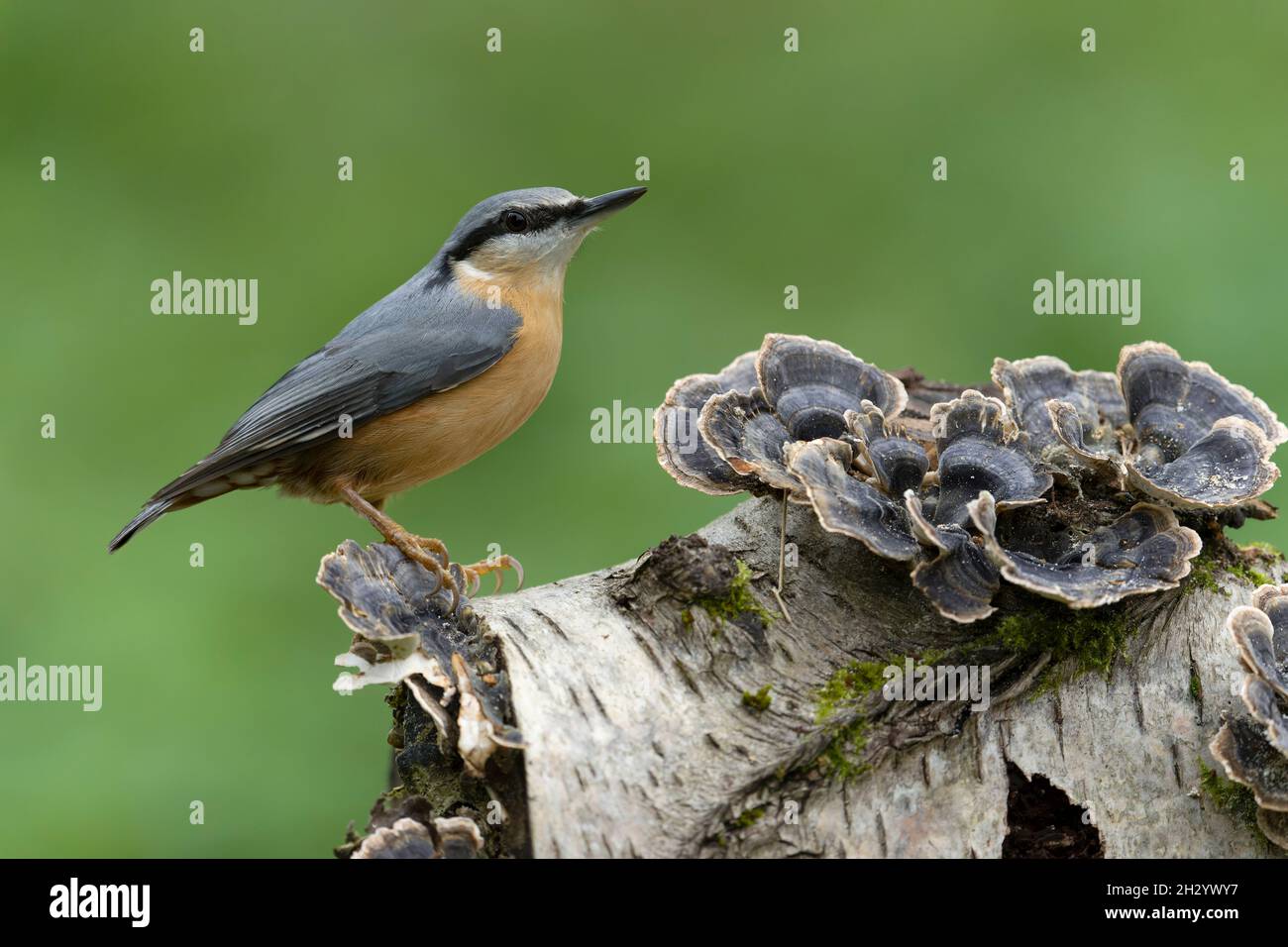 Nuthatch, Sitta europaea, Single Bird on Fungi, Warwickshire, Oktober 2021 Stockfoto
