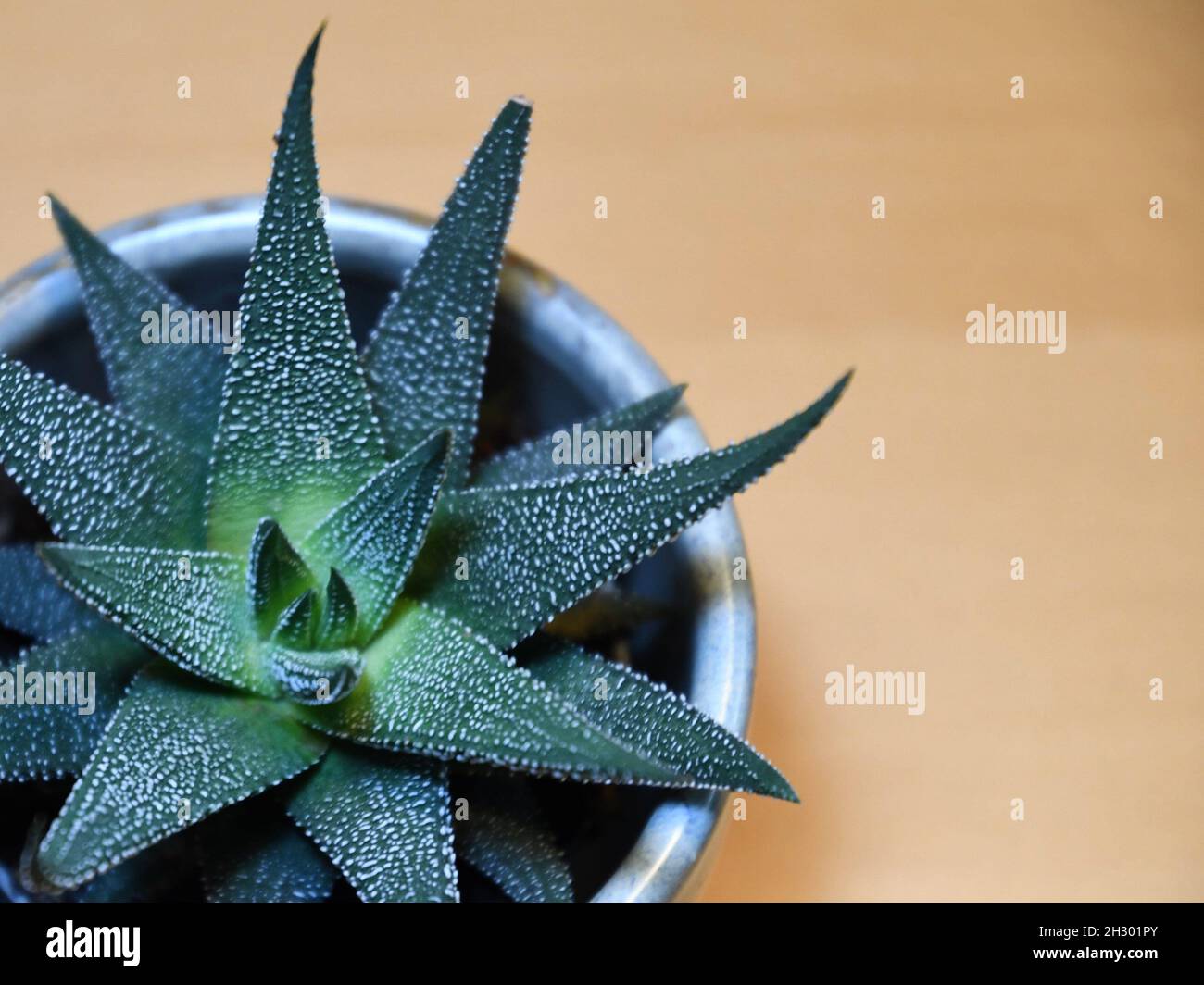 Nahaufnahme von Haworthia superfasciata, isoliert auf einem braunen Hintergrund mit einer geringen Schärfentiefe. Stockfoto