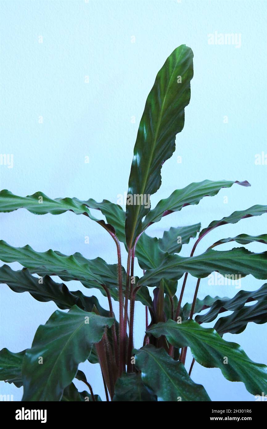 Goeppertia rufibarba (Calathea rufibarba) Hauspflanze, gemeinhin bekannt als pelzige Feder oder samtige calathea. Grüne Blätter mit lila Unterseiten. Stockfoto