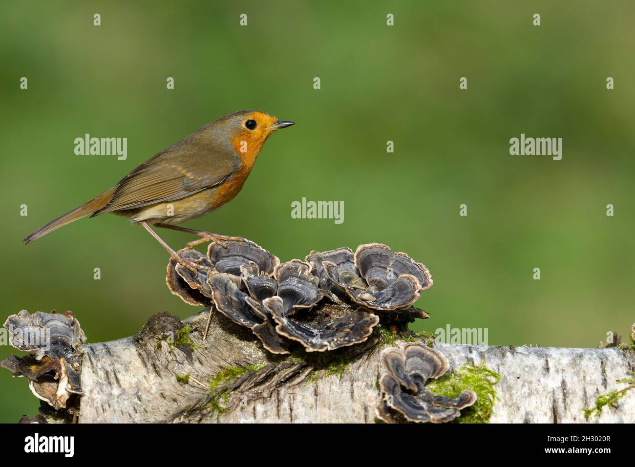 Robin, Erithacus rubecula, Single Bird on Pilzes, Warwickshire, Oktober 2021 Stockfoto