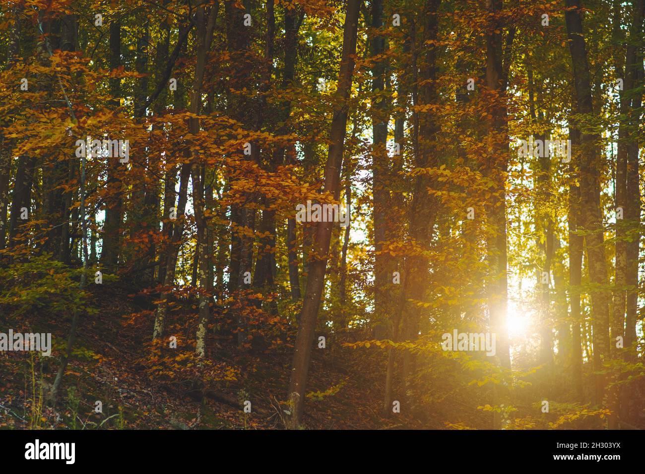 Herbstwald mit untergehenden Sonne durch Bäume Stockfoto