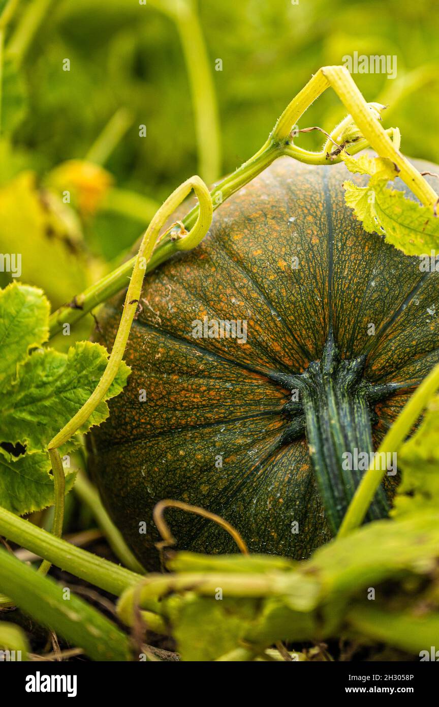 Dieser Kürbis wuchs auf einem Bauernmarkt in New Hampshire. Es war kühl und bedeckt und die Farben waren perfekt. Dieses Bild fängt den Herbst ein. Stockfoto