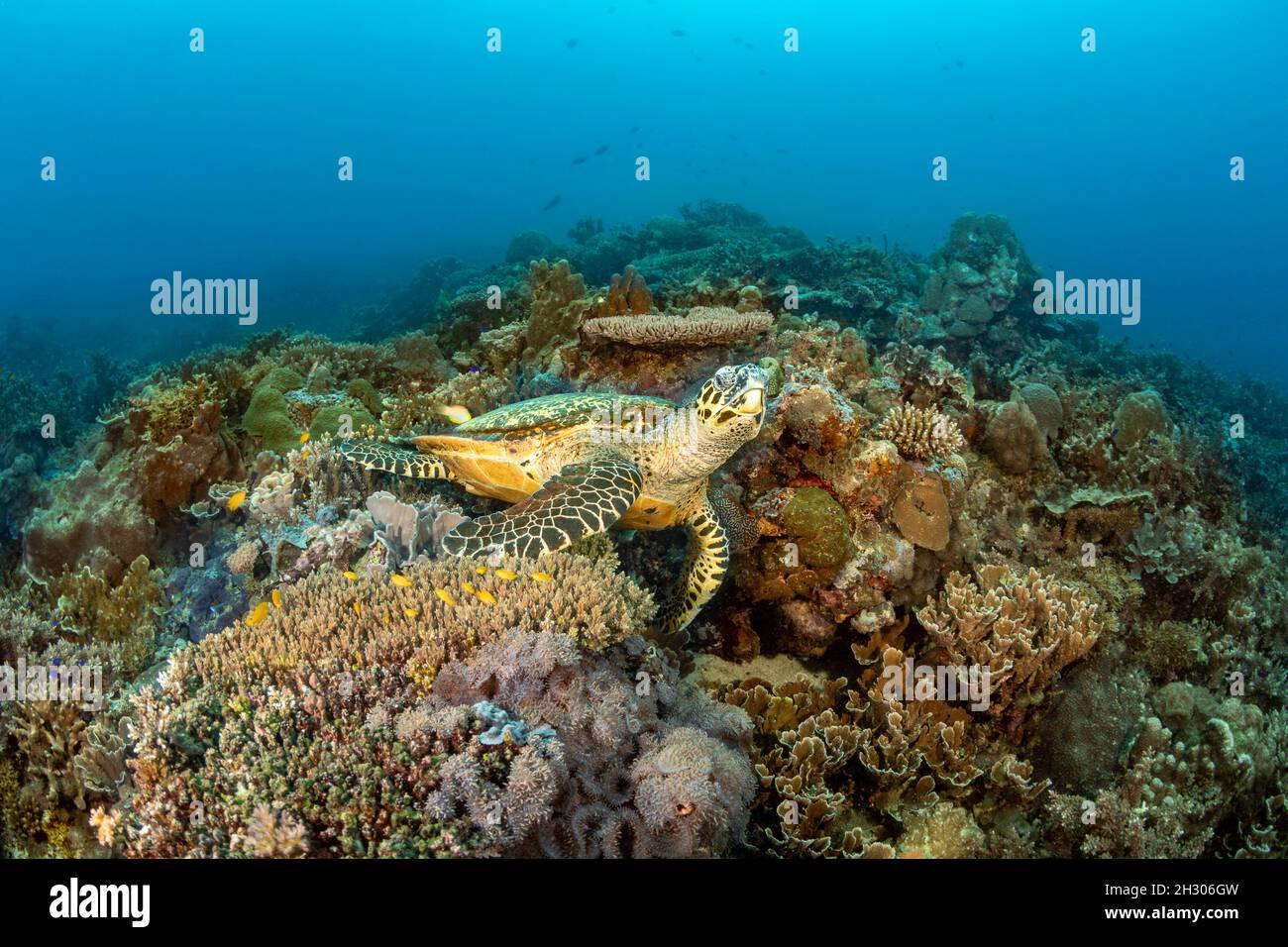 Ein Blick auf eine vom Aussterben bedrohte Karettschildkröte, Eretmochelys imbricata, Philippinen, Pazifischer Ozean. Stockfoto