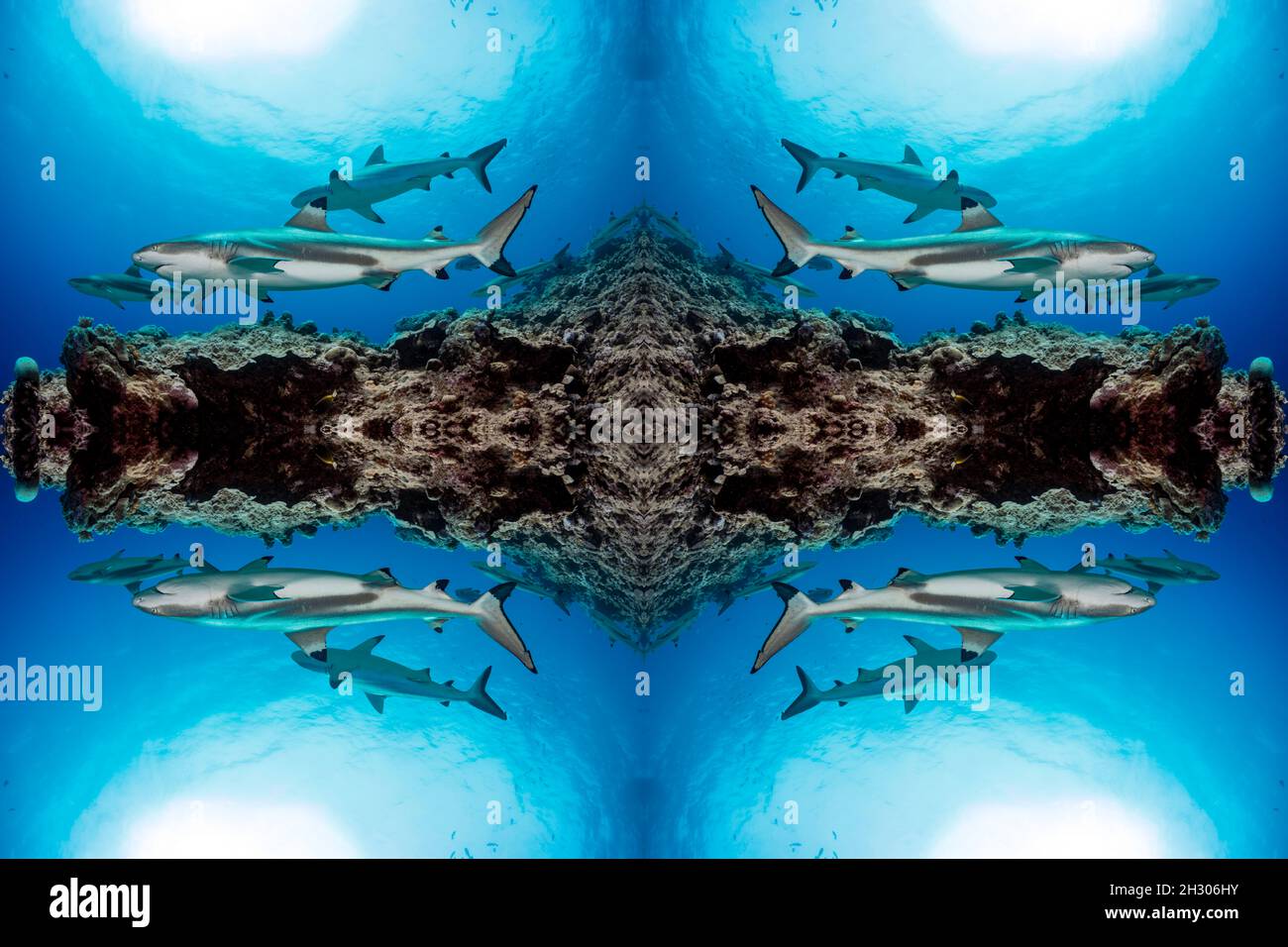 Dieses Bild von Schwarzspitzenriffhaien, Carcharhinus melanopterus, in Yap, Mikronesien, wurde digital zu einem kaleidoskopischen Kunstwerk multipliziert. Stockfoto
