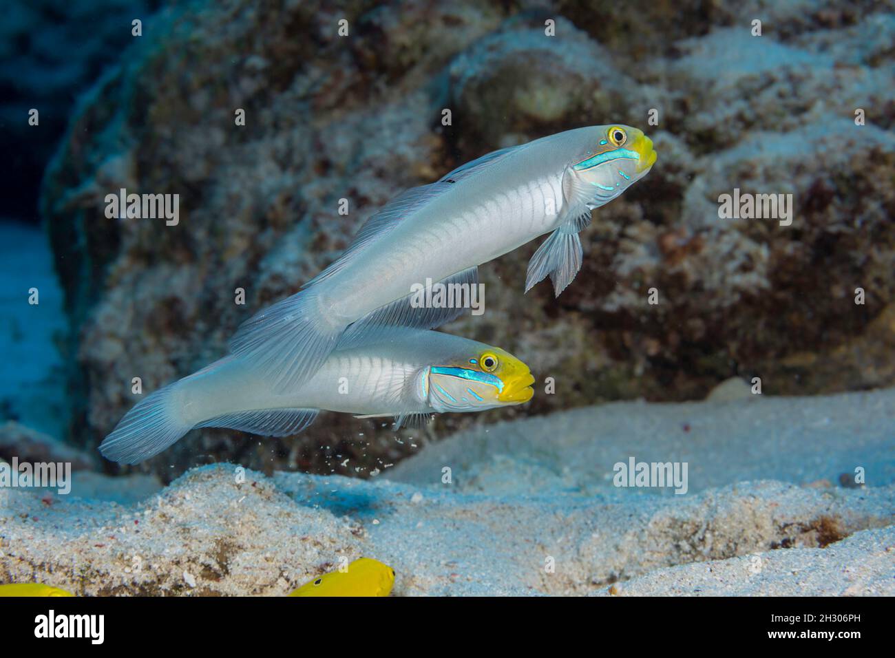 Ein männliches und weibliches Paar bluestreak-Gobies, Valenciennea strigata, Teil der Gobiidae-Familie, Yap, Mikronesien. Stockfoto