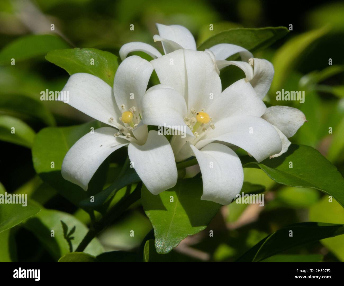 Wo blüht der jasmin in thailand Fotos und Bildmaterial in hoher