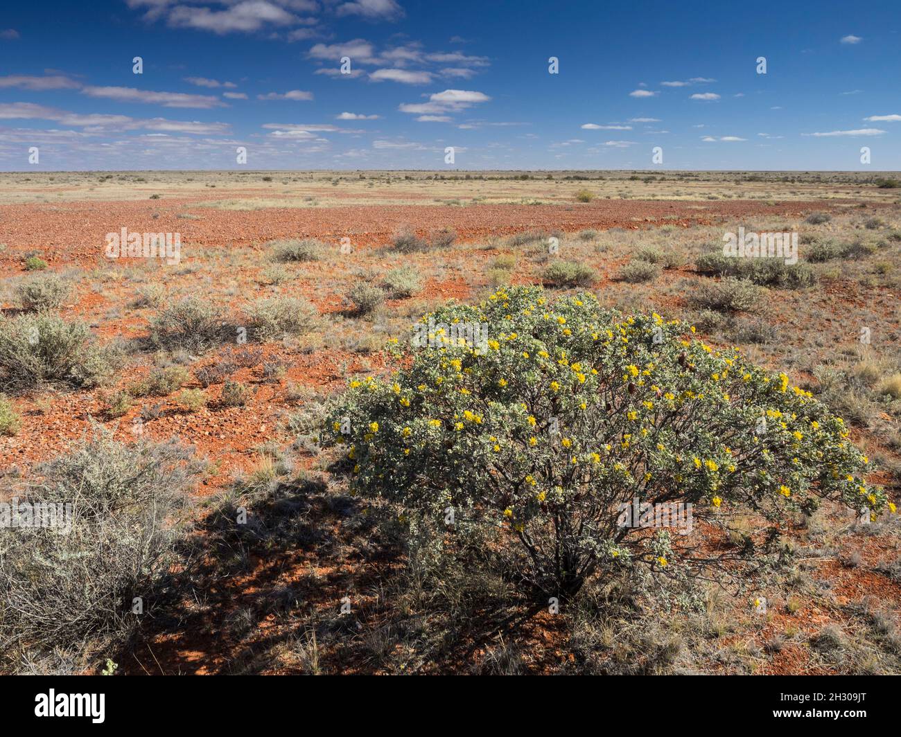 Roter Schmutz und blauer Himmel der südaustralischen Wüste nördlich von Coober Pedy vom Stuart Highway aus gesehen. Stockfoto