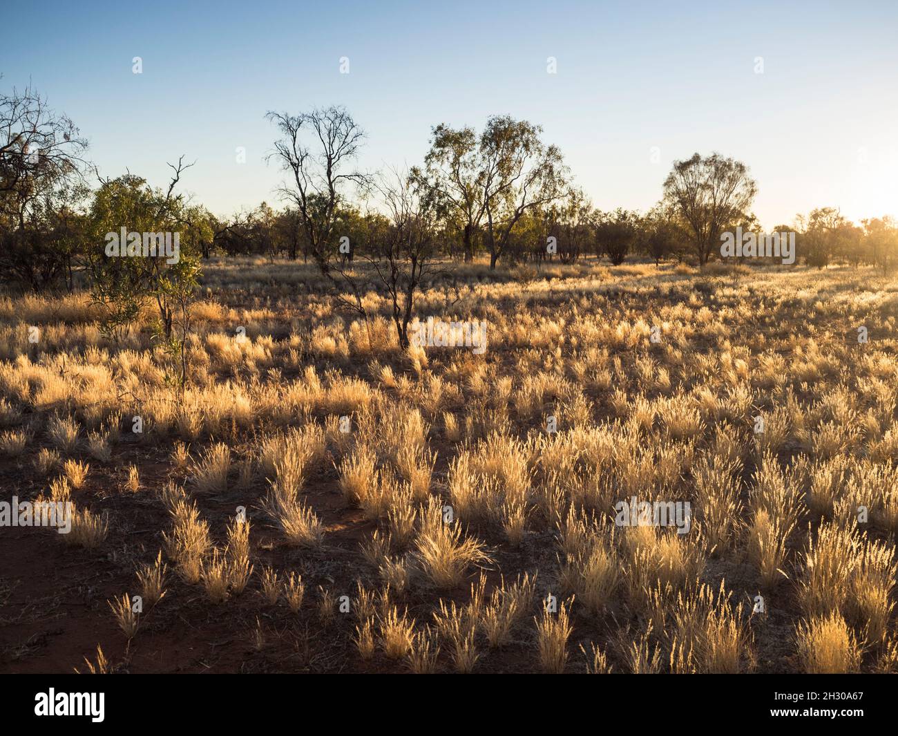 Sonnenaufgang auf Spinifex (Triodia spp.) Mt Zeil Wilderness Camp, West Macdonnell Ranges, Northern Territory. Stockfoto