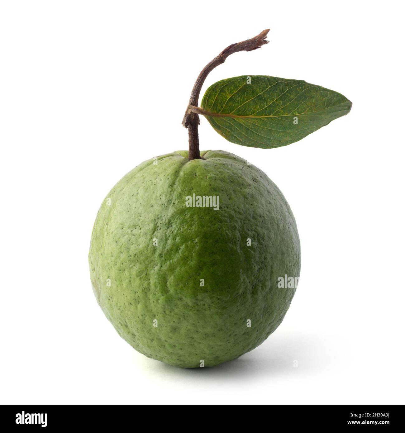 Guava, ganze tropische Frucht mit einem Blatt, isoliert auf weißem Hintergrund Stockfoto