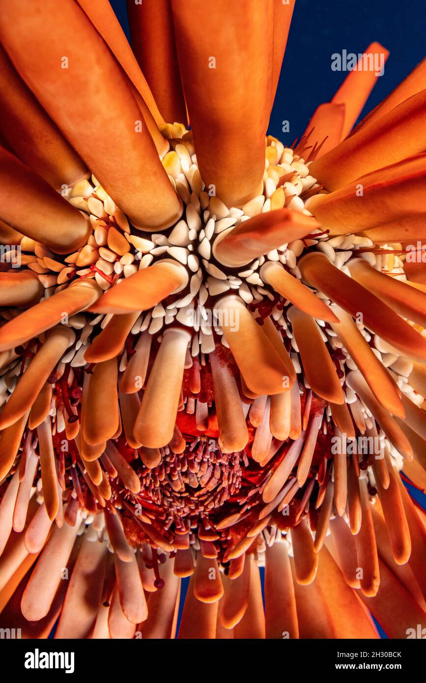Ein naher Blick auf die Seite eines Schieferbleistift Seeigel, Heterocentrotus mamillatus, zeigt den Mund auf dem Boden, Hawaii. Stockfoto
