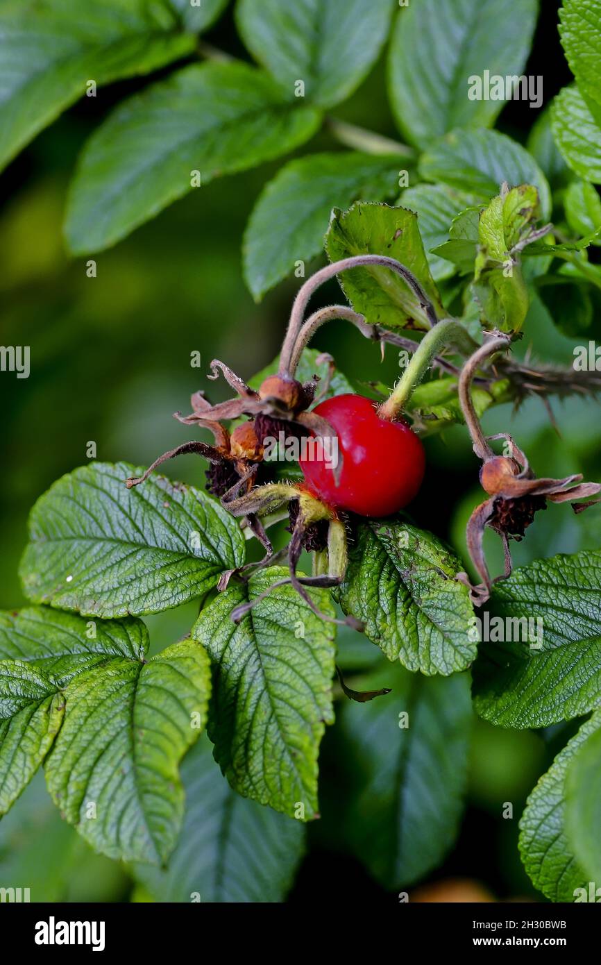 Frucht der Kartoffelrose - Rosa rugosa - auch Apfelrose genannt, Japan Rose oder Kamtschatka Rose, im Spätsommer auf dem Busch, Bayern, Deutschland, Europa Stockfoto