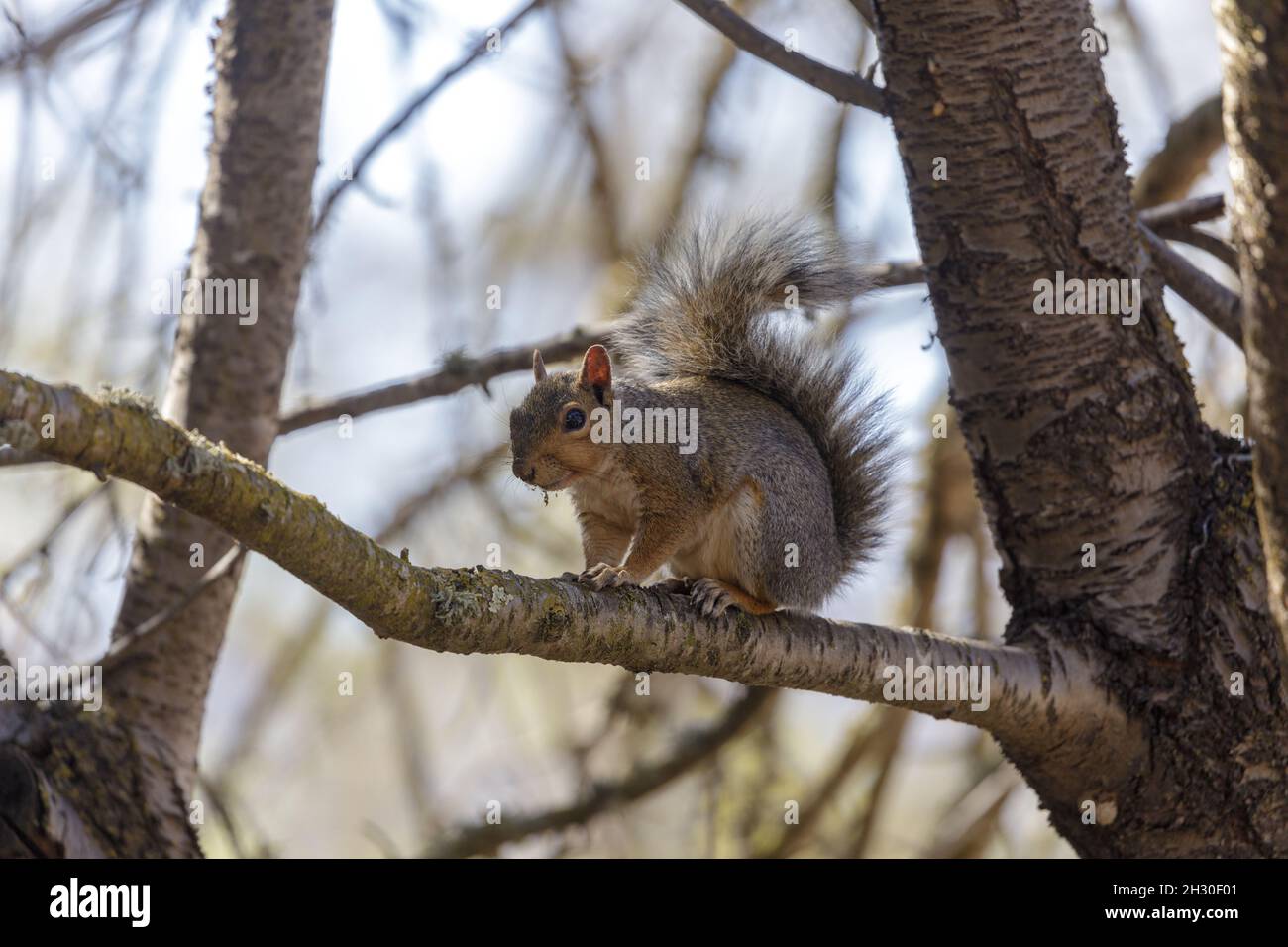 Eastern Grey Squirrel hält sich am Ast fest. Santa Clara County, Kalifornien, USA. Stockfoto