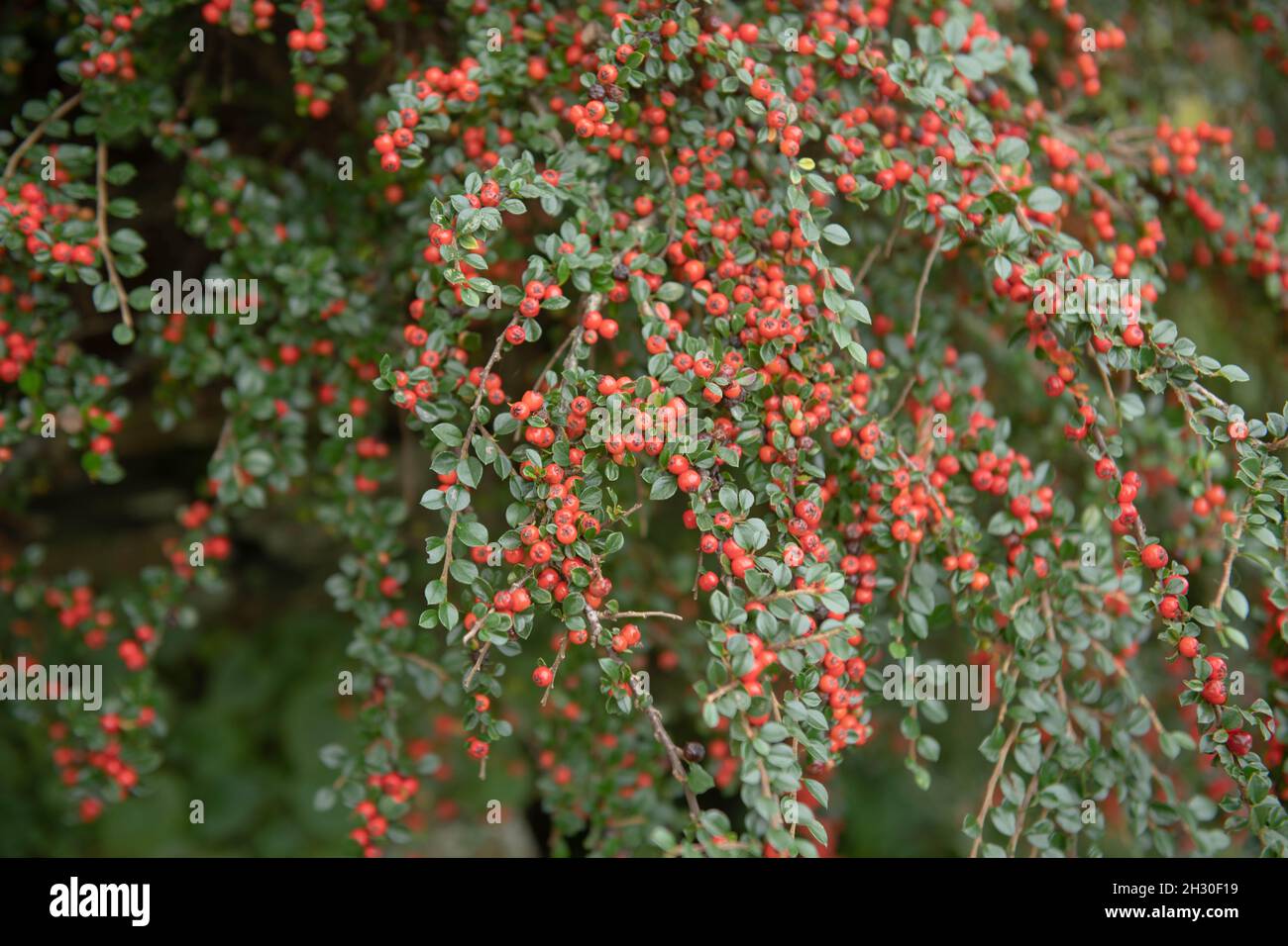 Herbst Rote Beeren und grüne Blätter an den Zweigen eines Zwerg-Laub-Wand-Spray-Strauches (Cotoneaster horizontalis), der in einer Gartendevon wächst Stockfoto