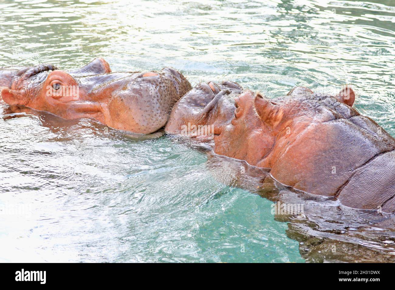 Niedliches Baby Hippopotamus, das ins Wasser spielt Stockfoto