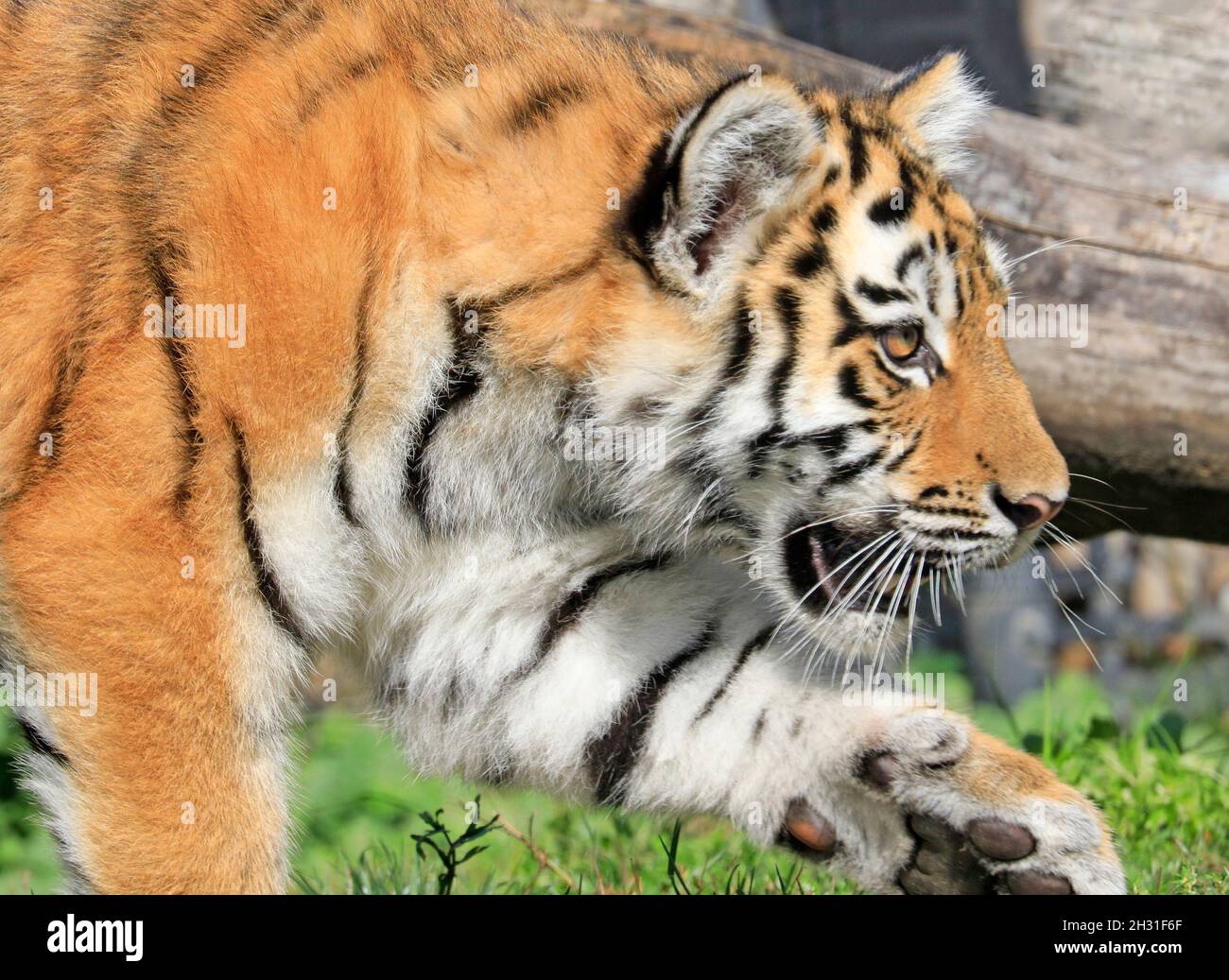 Sibirischer Tiger, auch als Amur-Tiger bekannt Stockfoto