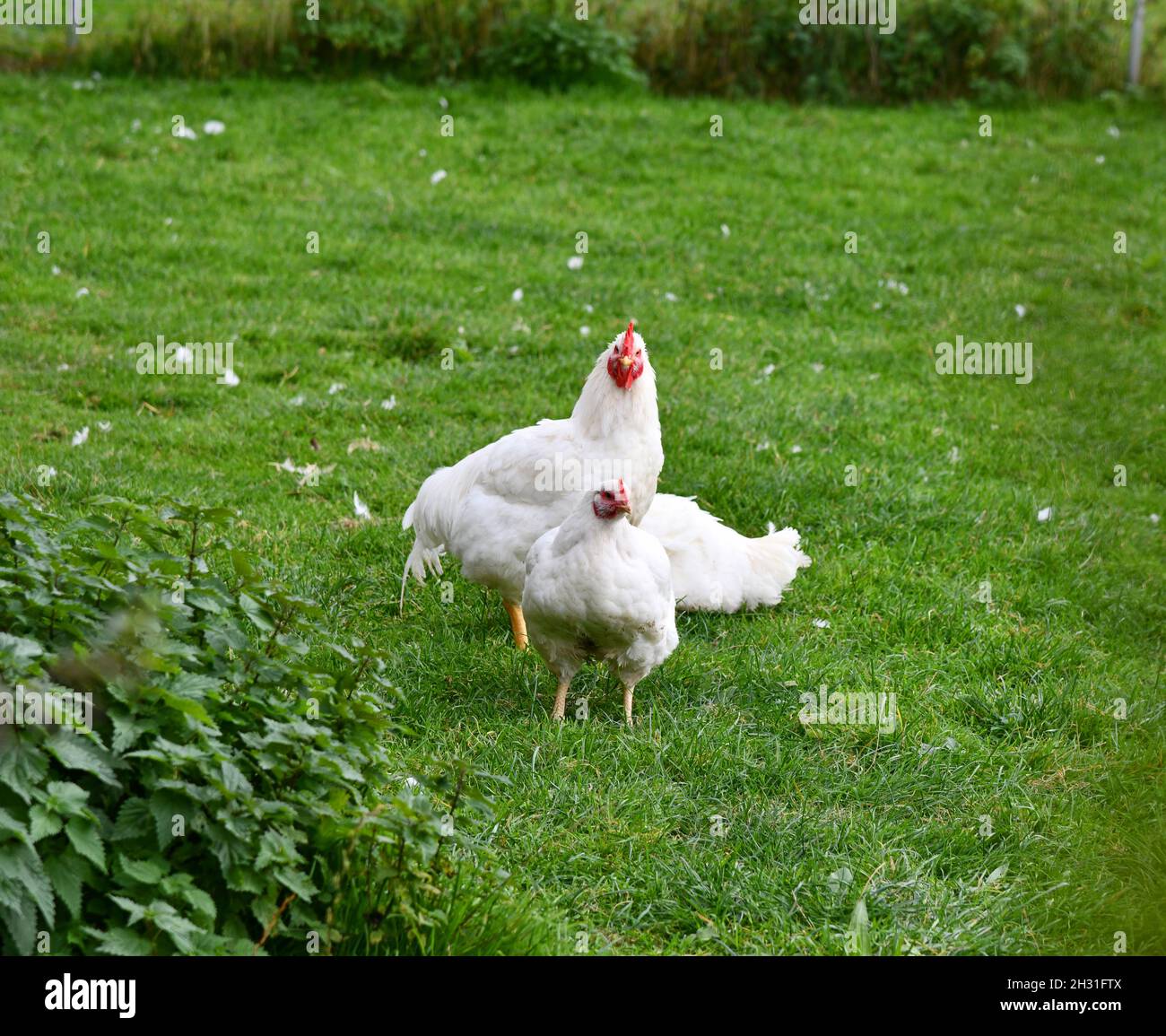 Hühner auf der grünen Wiese Stockfoto