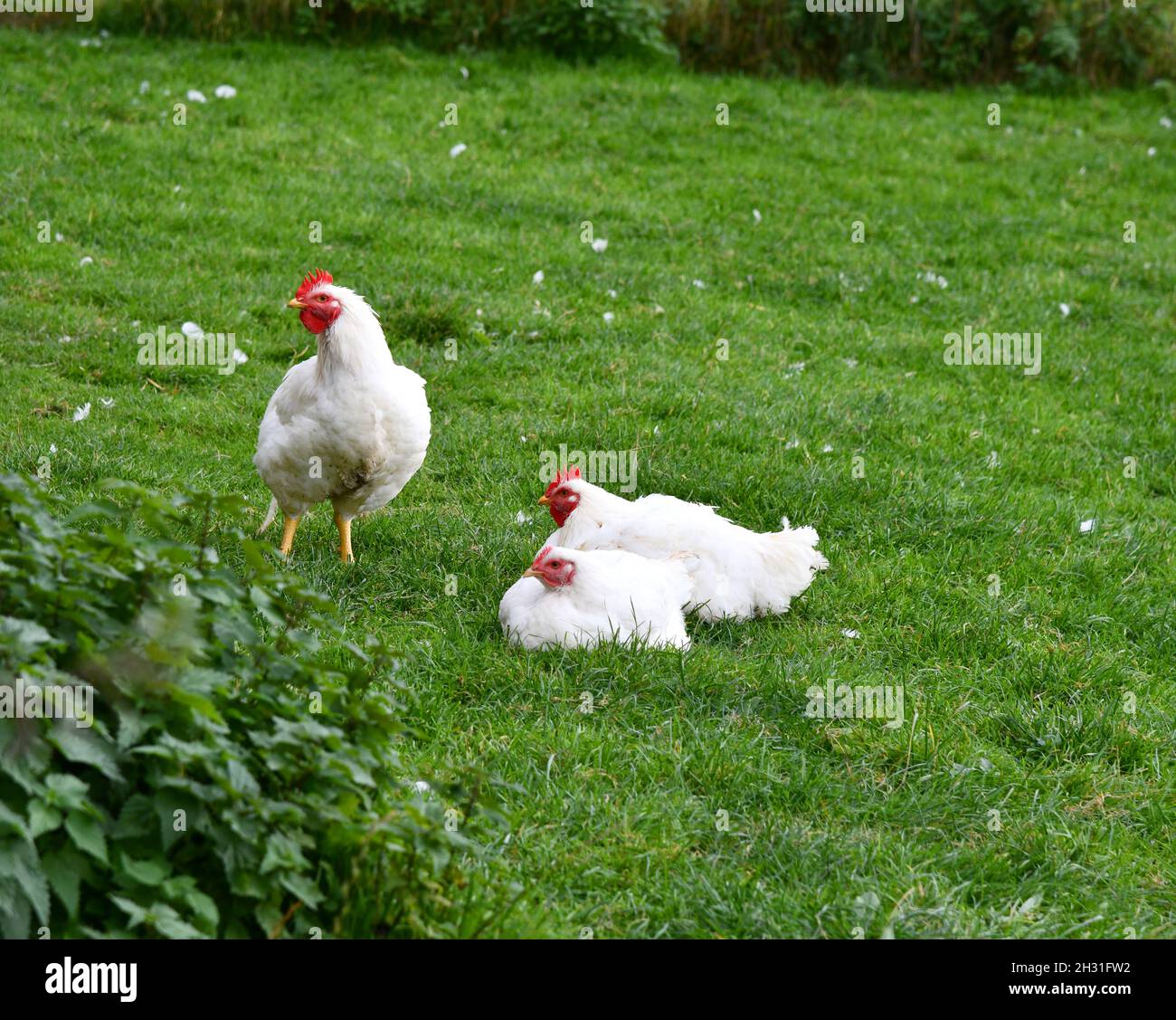 Hühner auf der grünen Wiese Stockfoto