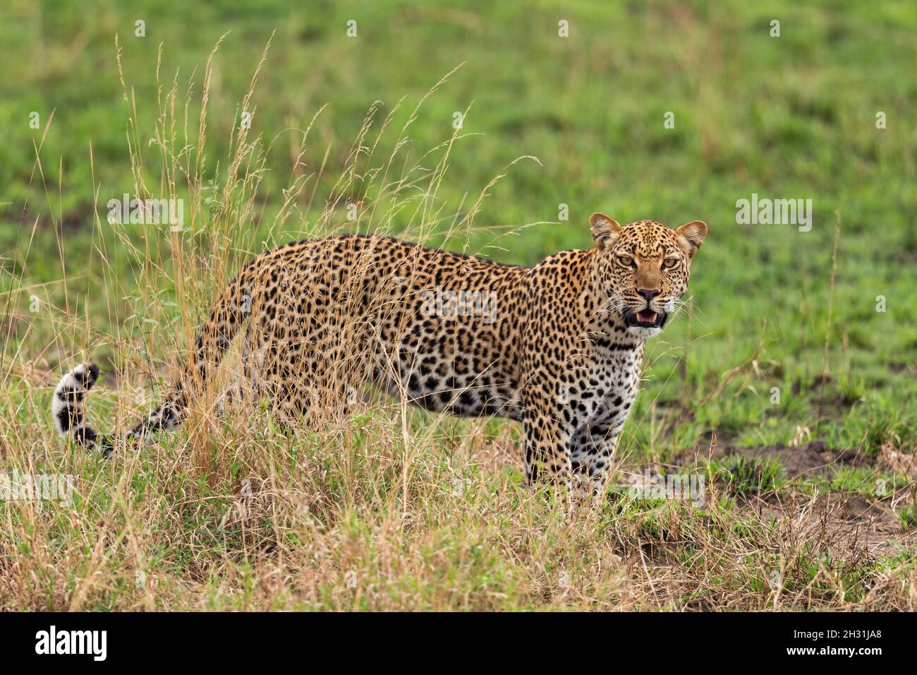 Leopard - Panthera Pardus, wunderschöner, ikonischer Raubtieren aus afrikanischen Büschen, Savannen und Wäldern, Queen Elizabeth National Park, Uganda. Stockfoto