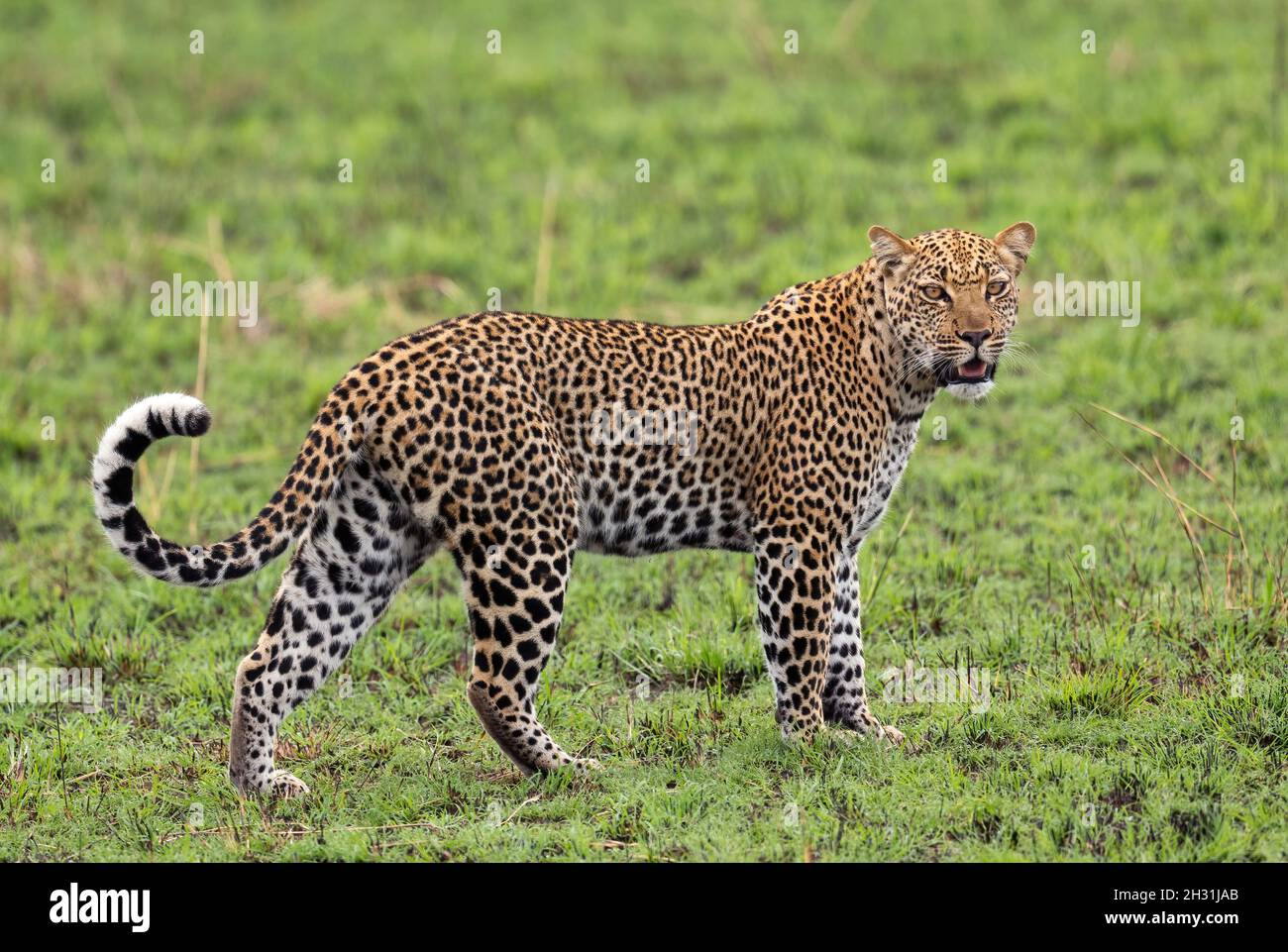 Leopard - Panthera Pardus, wunderschöner, ikonischer Raubtieren aus afrikanischen Büschen, Savannen und Wäldern, Queen Elizabeth National Park, Uganda. Stockfoto