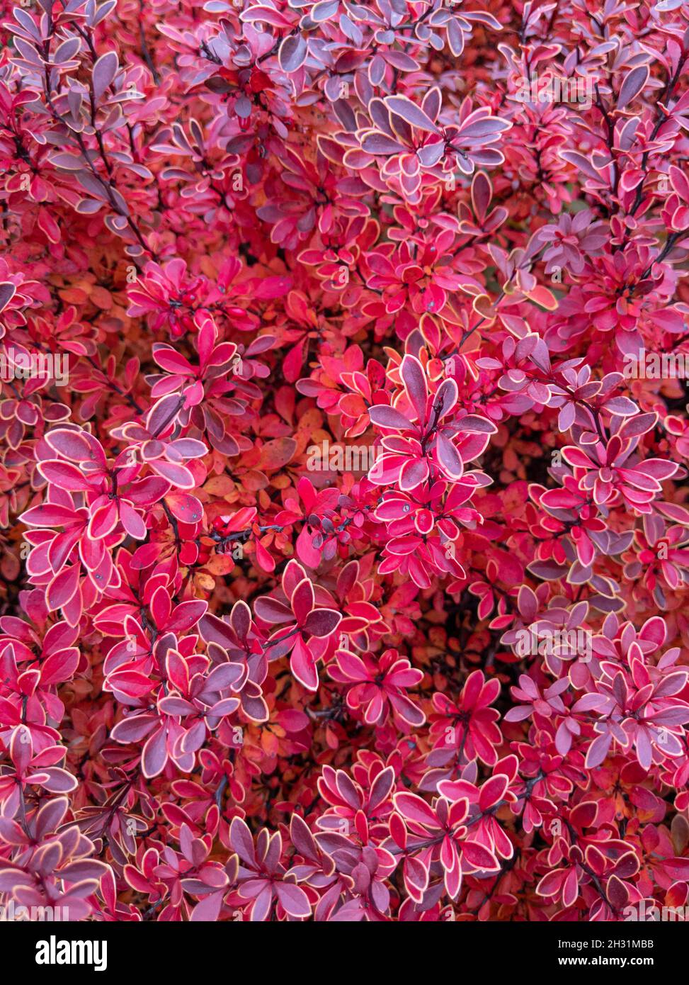 Schöner leuchtend roter Berberbeerbusch in Herbstfarben in einem Garten. Berberbusch in Herbstfarben im Garten. Stockfoto