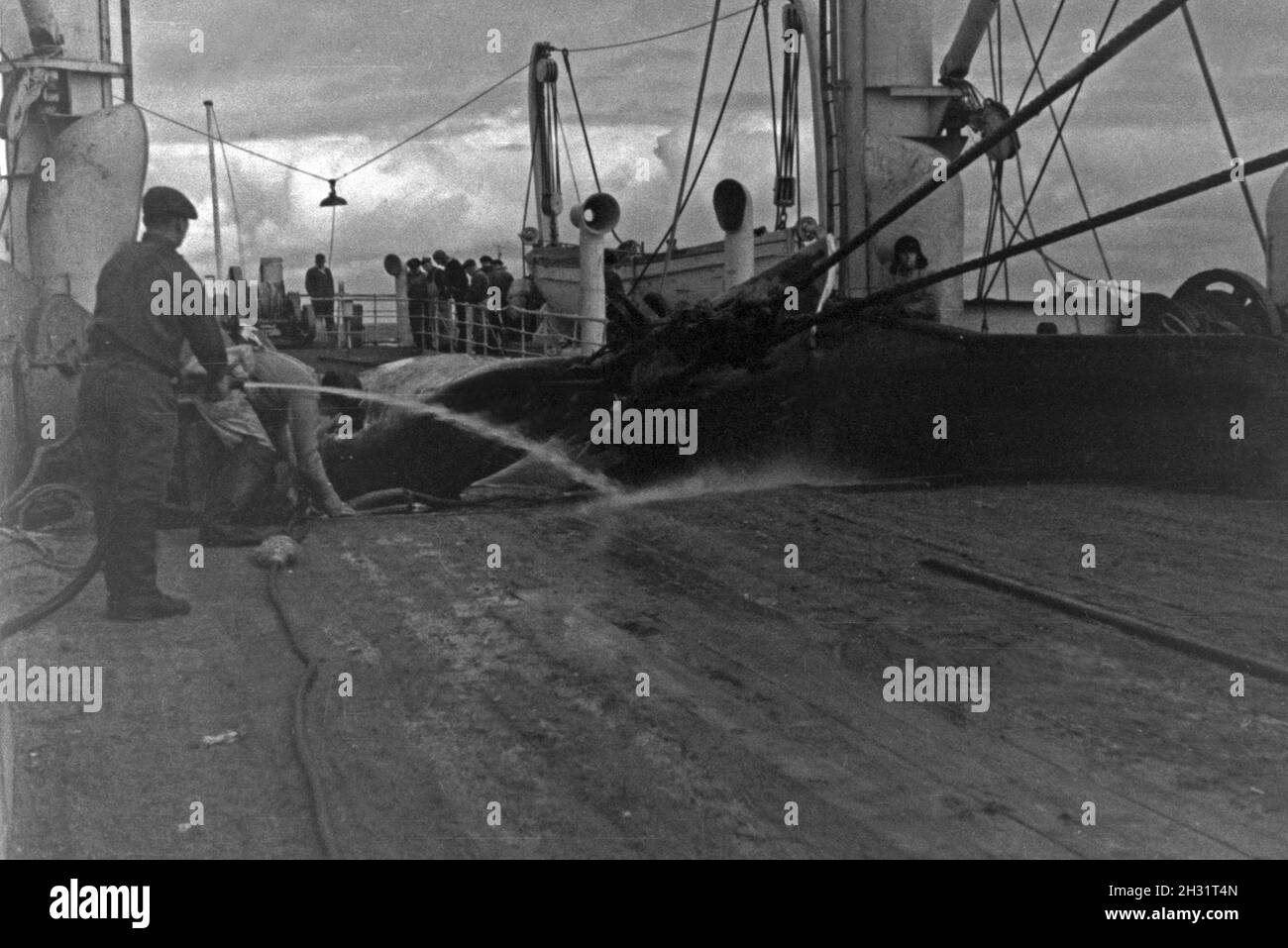 Der Kadaver eines Wals wird der Taskliste mit klarem Wasser abgespritzt ein Bord des Fabrikschiffs Walfang "Jan Wellem" der deutschen Walfangflotte, 1930er Jahre. Die Leiche eines Wals wird mit klarem Wasser auf dem Deck der Fähre "Jan Wellem" des Deutschen Walfangflotte gereinigt, 1930er Jahre. Stockfoto