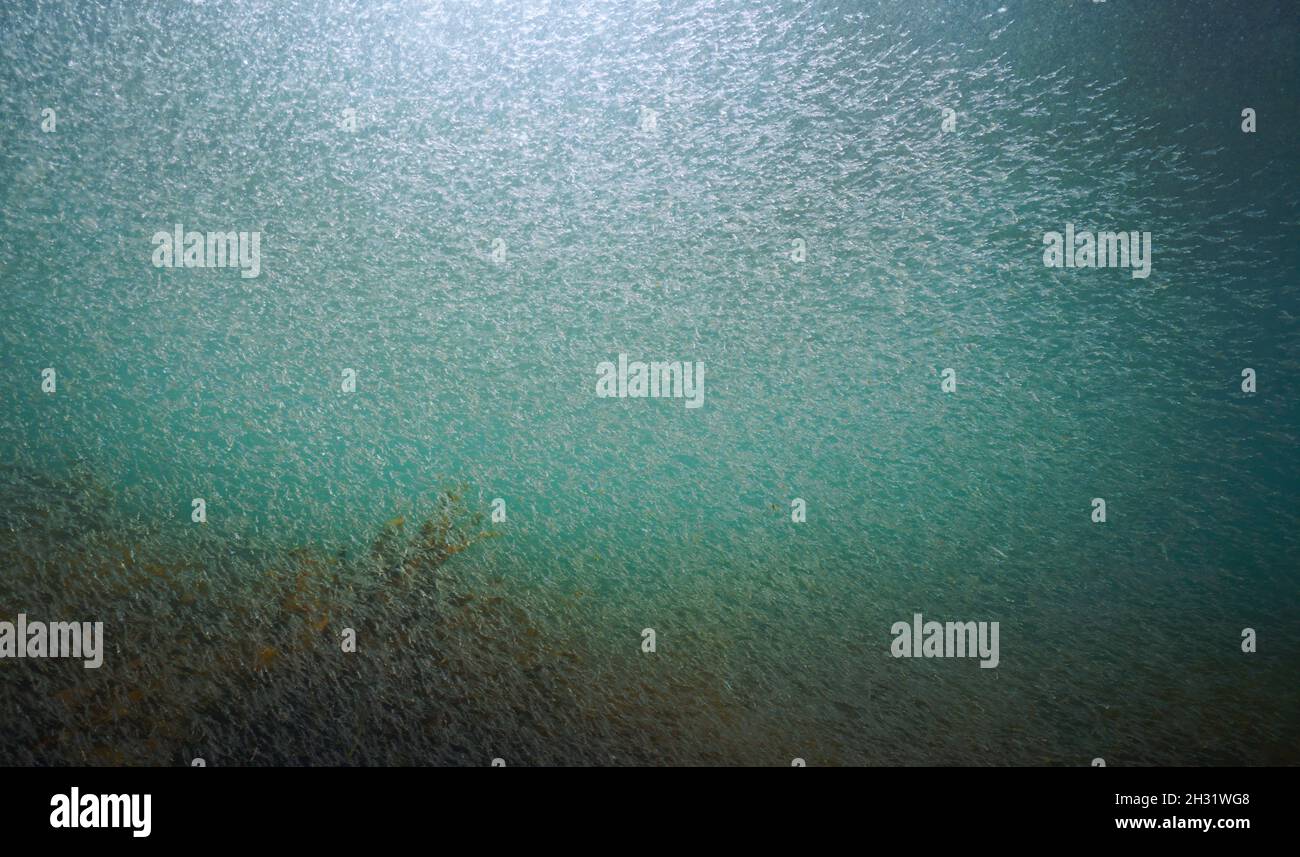 Krill Schwarm unter Wasser im Atlantik, Spanien, Galizien Stockfoto
