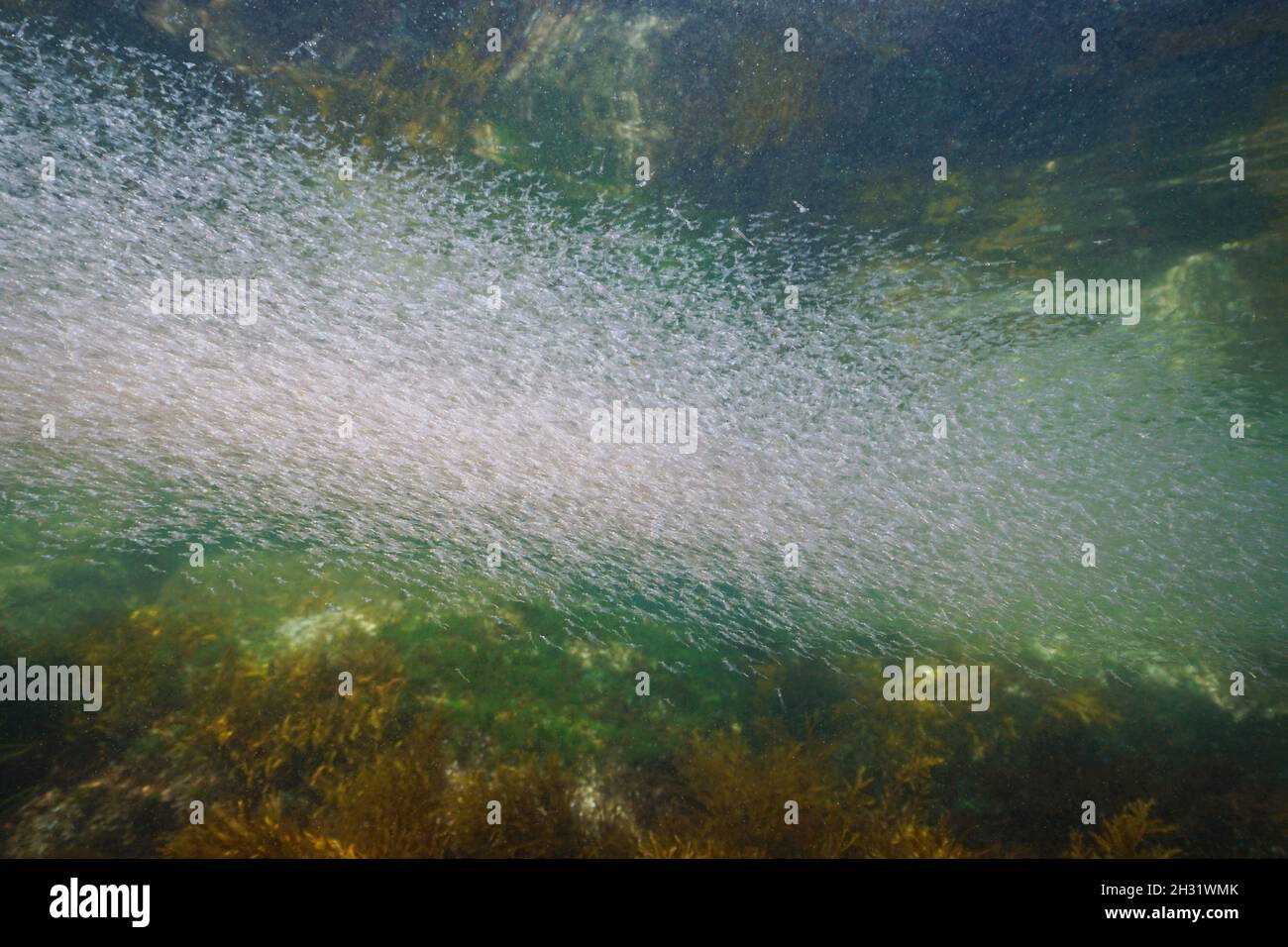 Krill Schwarm unter Wasser im Ozean, Ostatlantik, Spanien, Galizien Stockfoto