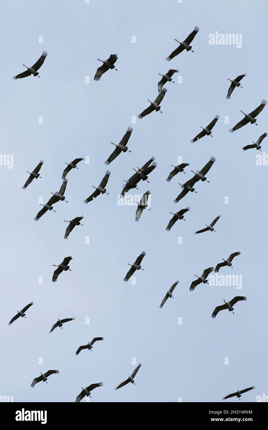 Große Schar von Sandhill-Kranichen, die hoch oben am Himmel auf der Migration nach Norden fliegen. Stockfoto