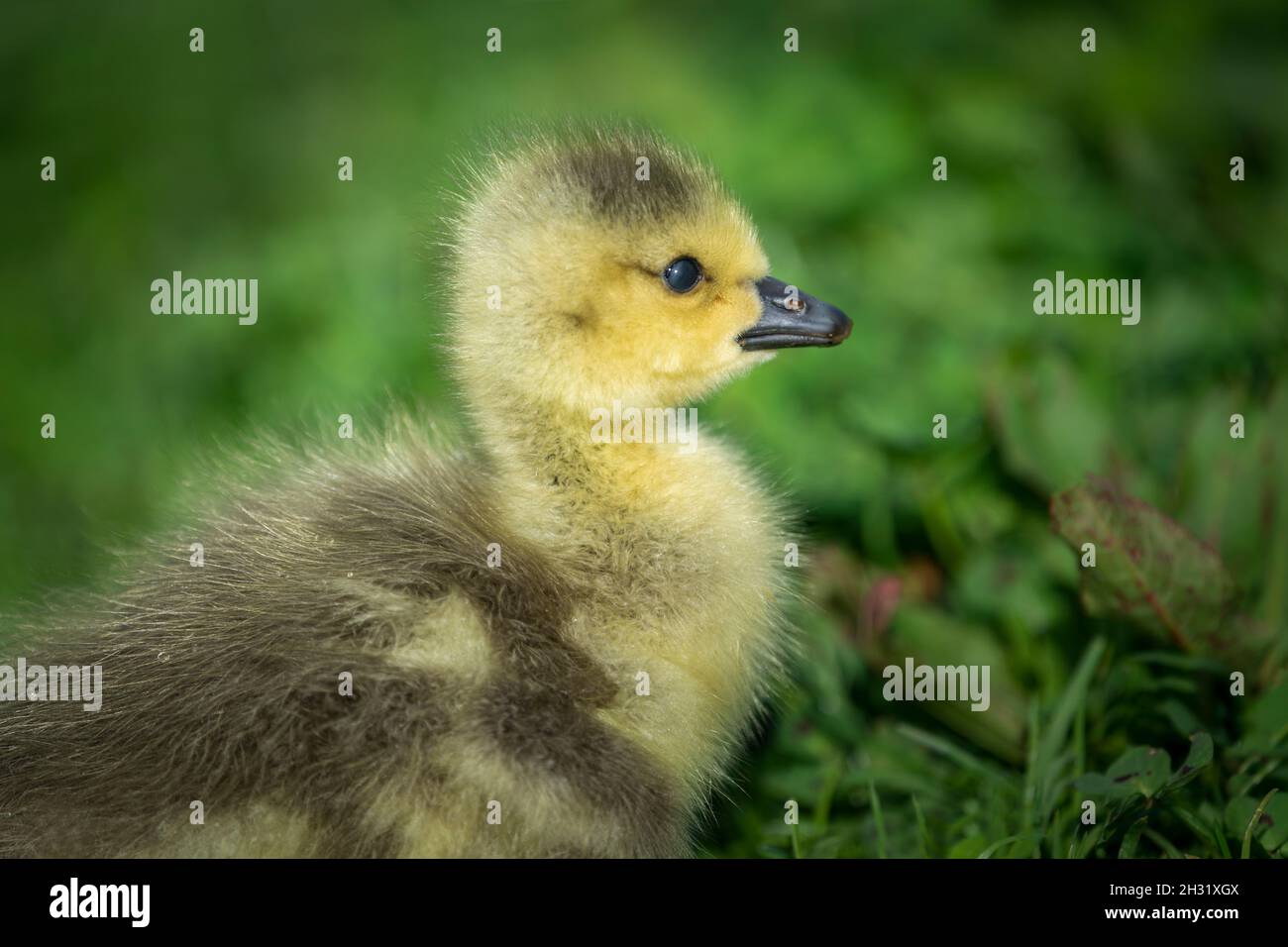 Nahaufnahme eines niedlichen flauschigen Gänseküken, der auf einem grünen Grasfeld sitzt Stockfoto