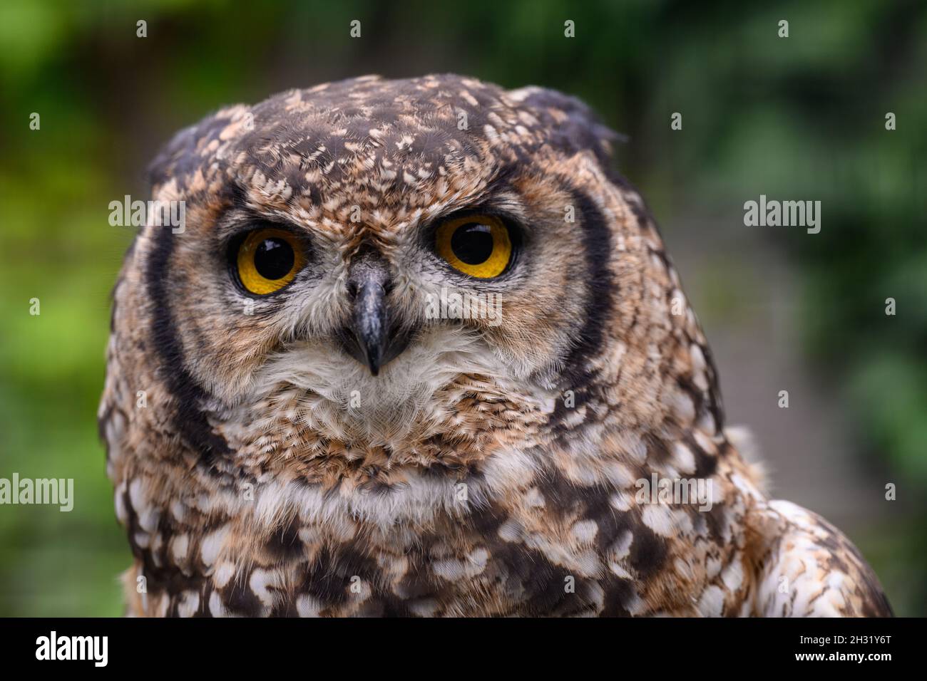 Eule Greifvögel thront Stockfoto