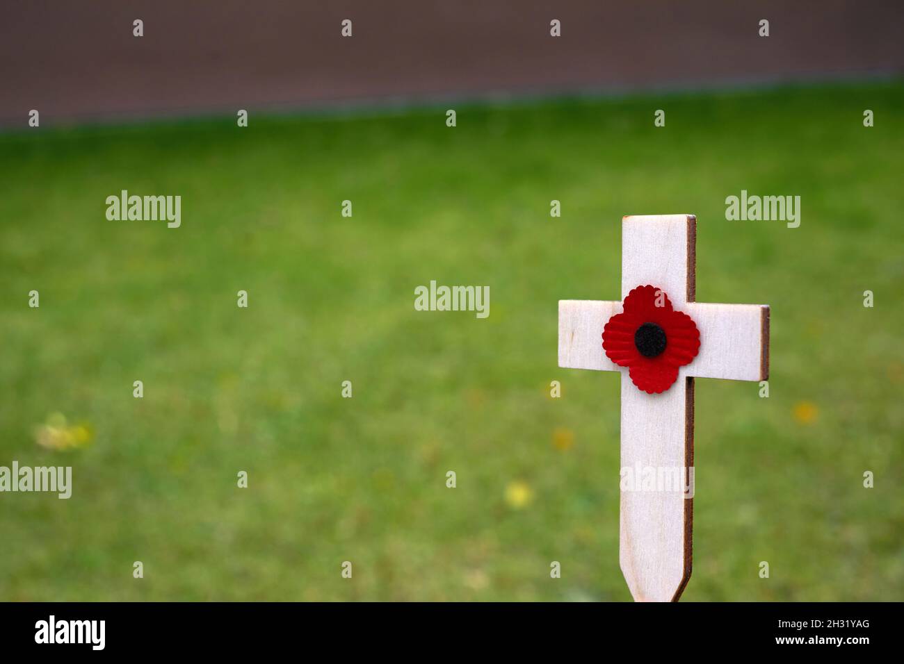 Rote Welpen Blume auf dem kleinen Holzkreuz im grünen Gras platziert. Mohngedenktag Kreuz auf einem Feld Stockfoto