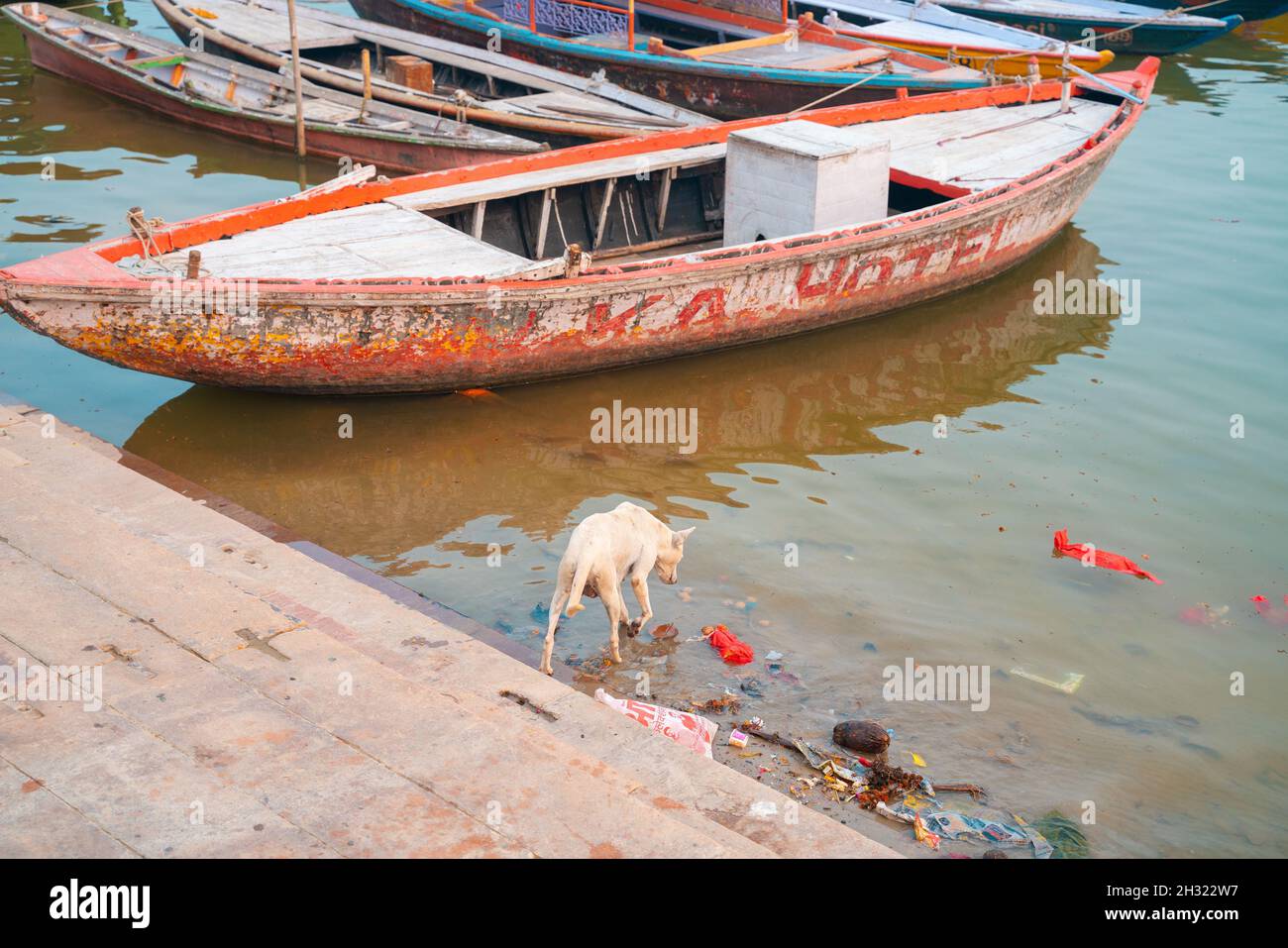 17.12.2019, Varanasi, Indien. Ein hungriger Hund läuft am übersäten Ufer entlang und sucht nach Futter. Im Hintergrund ist ein verlassenes Boot. Konzept des Protecti Stockfoto