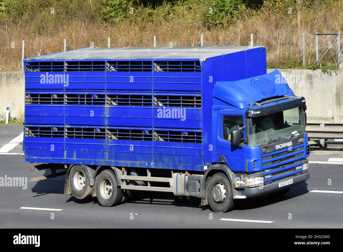 Front- und Seitenansicht Fahrer in der Kabine des blauen belüfteten LKW Scania für Viehzucht, Sondertransport für Tierrinder, die auf der britischen Autobahn unterwegs sind Stockfoto