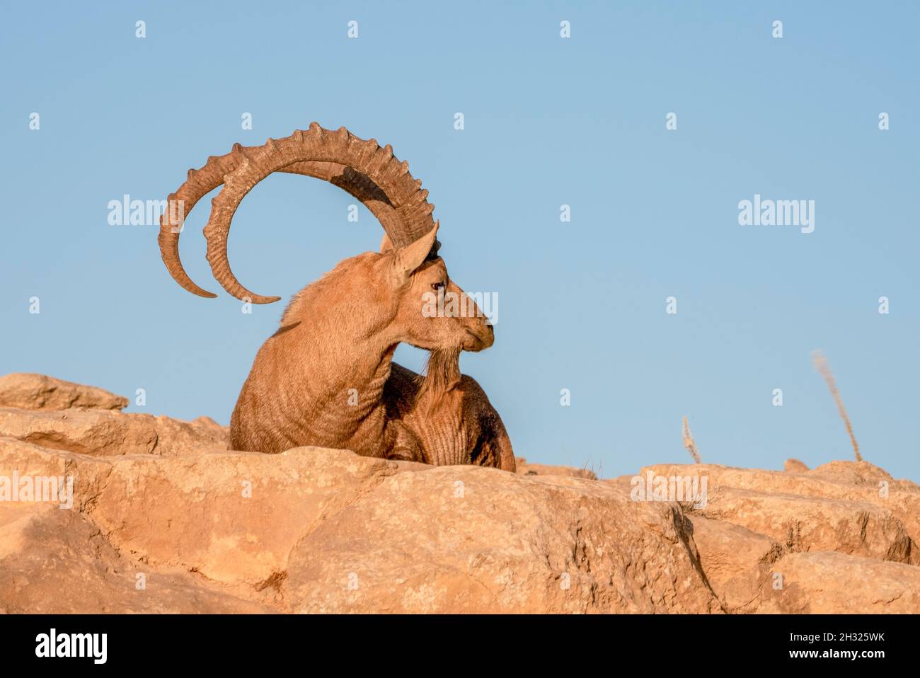 Großer, beeindruckender männlicher Nubischer Steinbock (Capra ibex nubiana aka Capra nubiana), fotografiert in Israel, Wüste Negev im Oktober Stockfoto