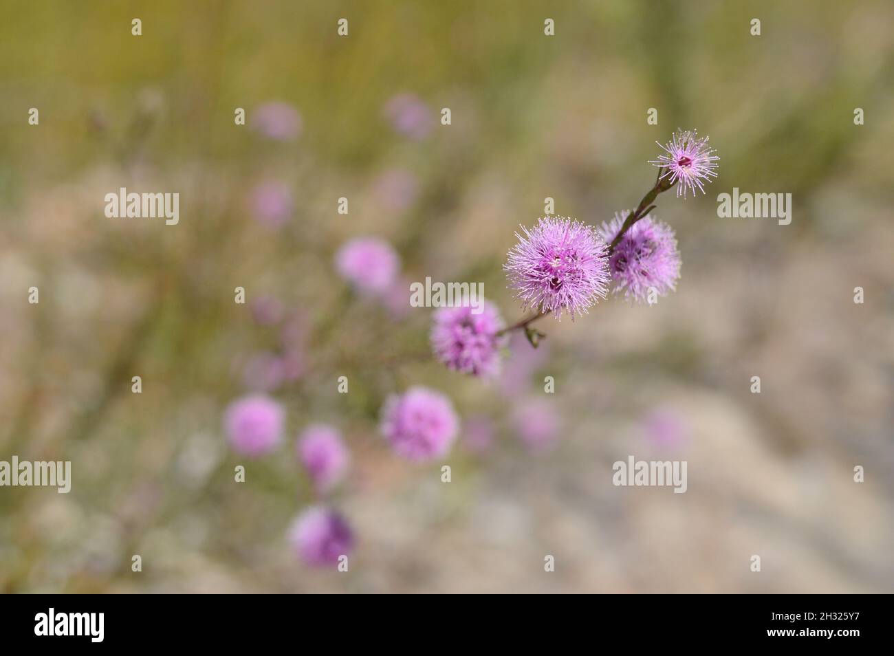 Australische Wildflower Honey Myrte Stockfoto