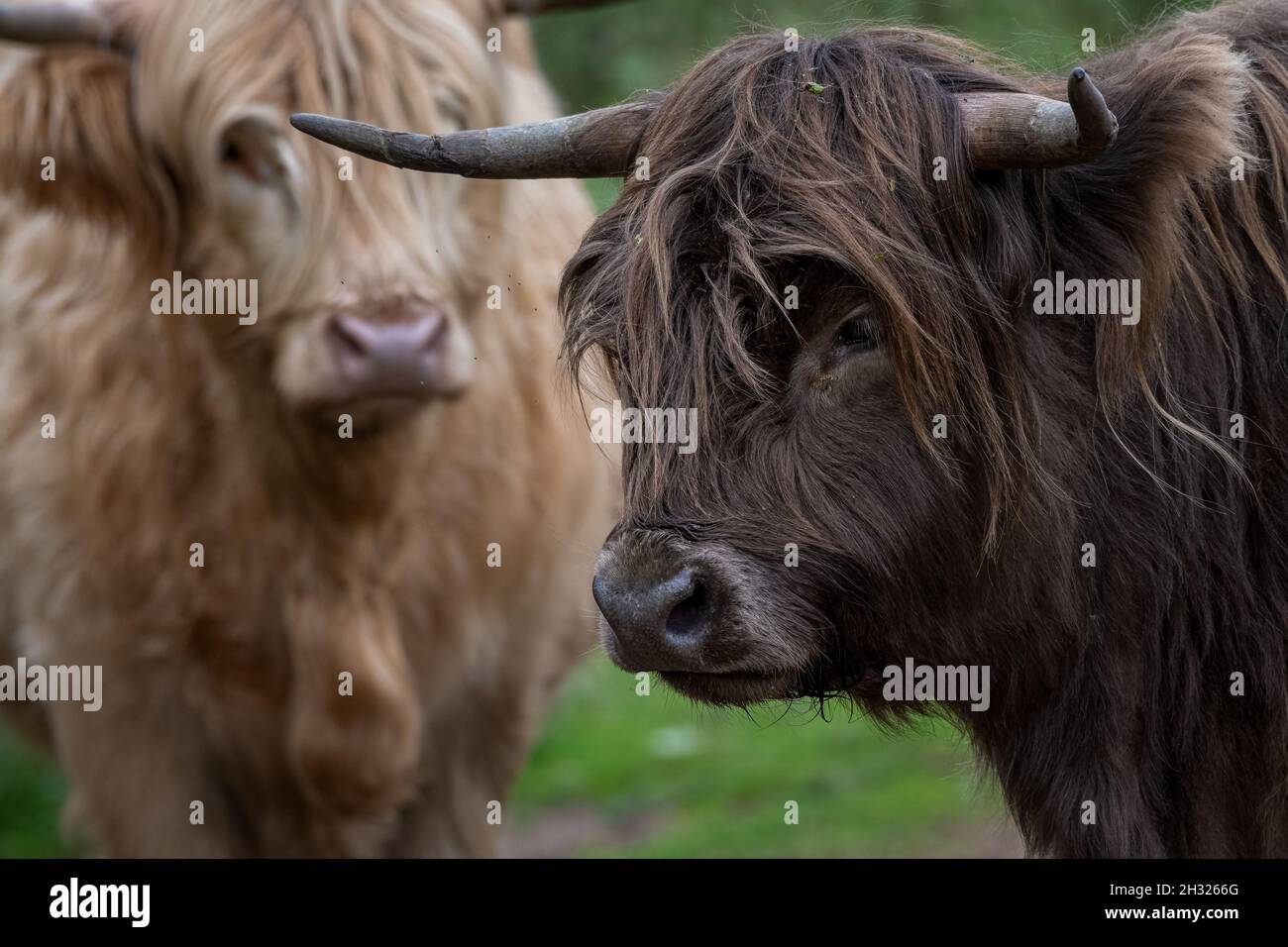 Eine wunderschöne gehörnte schottische Highland Cow in einer natürlichen ländlichen Umgebung. Stockfoto