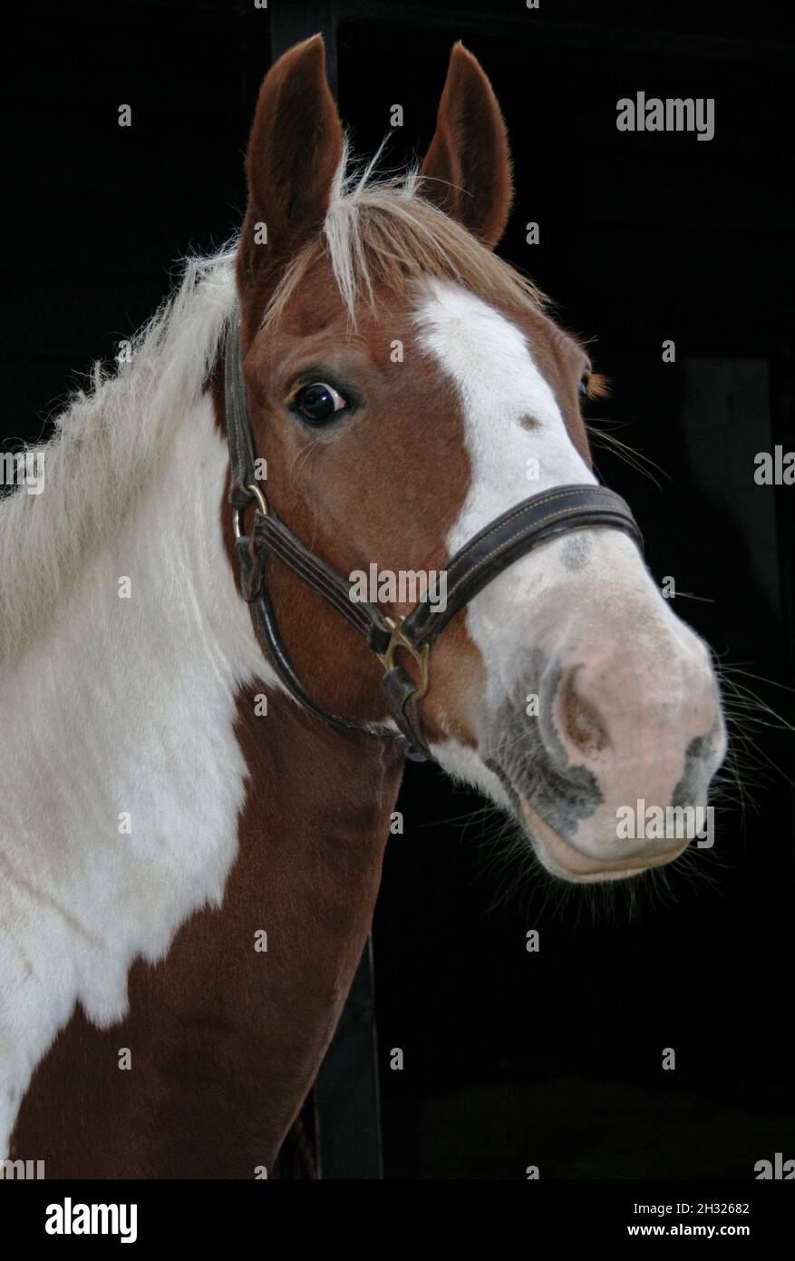 Eine Nahaufnahme des Kopfes eines Kastanien-und weißen Pony , trägt einen Leder-Kopfkragen auf . Aufgenommen mit einem schwarzen Hintergrund Suffolk, Großbritannien Stockfoto