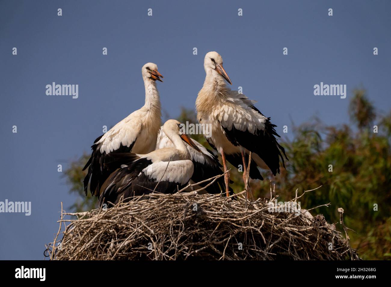 Nest eines Weißstorchs (Ciconia ciconia) Erwachsene füttern die Jungen, die im Juni in Israel fotografiert wurden Stockfoto