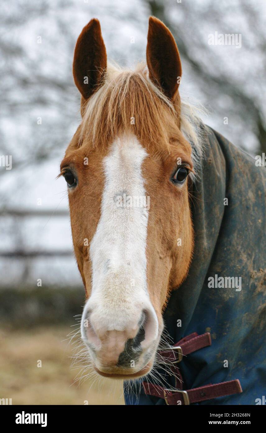 Eine Nahaufnahme des Kopfes eines Kastanien- und weißen Ponys. Er trägt einen Weichenteppich, um sich auf dem Feld warm zu halten. Suffolk, Großbritannien Stockfoto