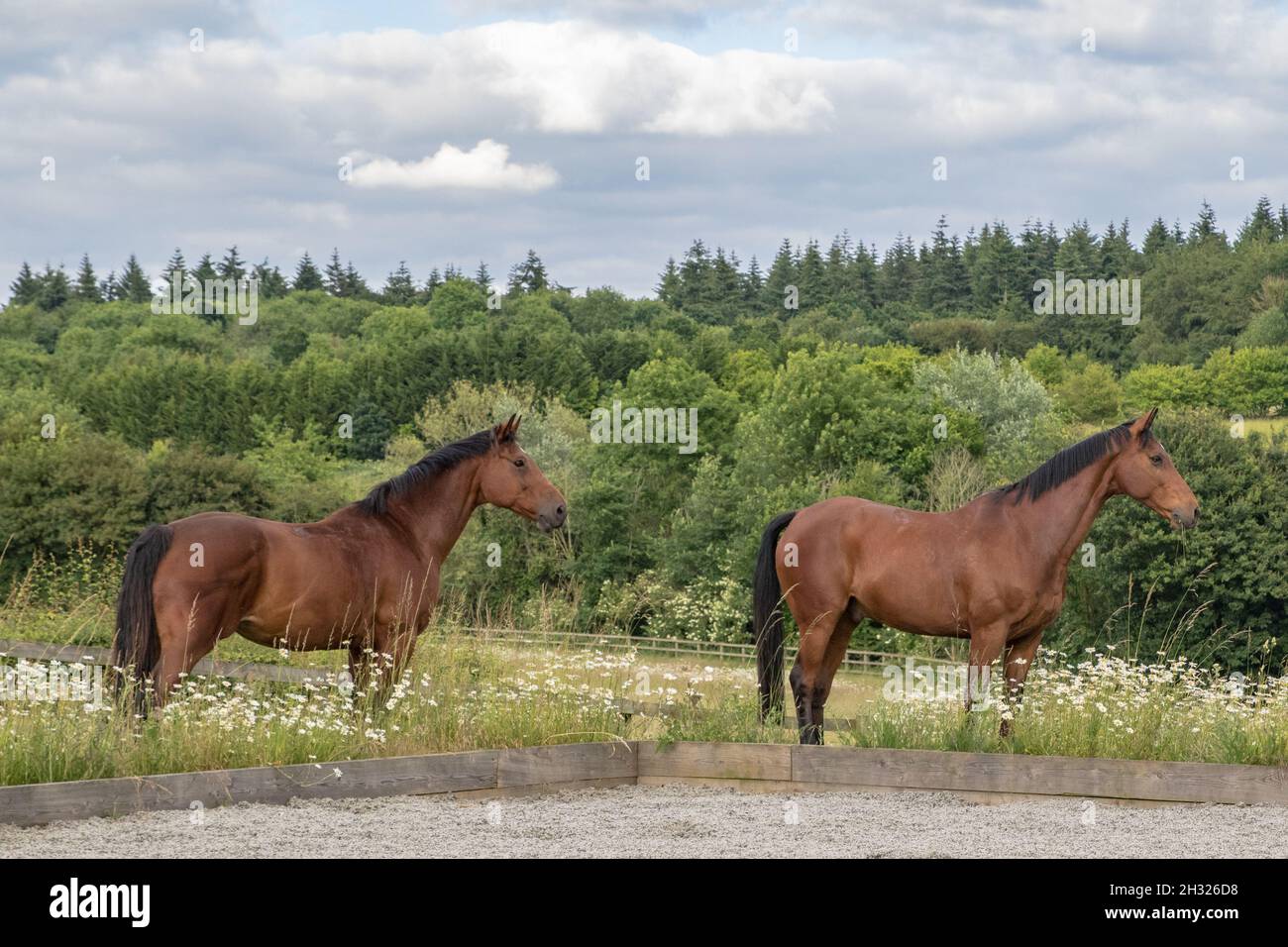 Ein passendes Paar von Lorbeerpferden, wachsam auf etwas in der Ferne auf einem schönen Waldhintergrund. Suffolk, Großbritannien Stockfoto