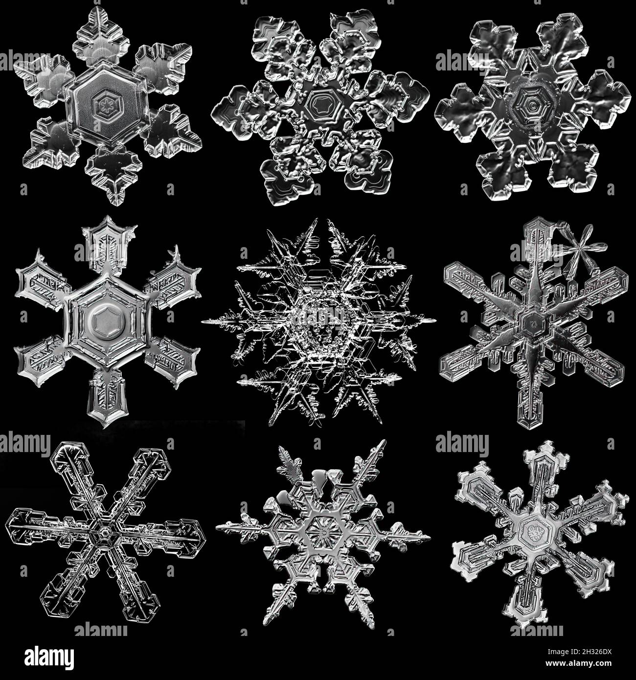 Mehrere weiße Schneeflocken auf schwarzem Hintergrund isoliert. Illustration basierend auf Makrofoto von echtem Schneekristall: Elegante Sternplatte mit kurz, breit Stockfoto