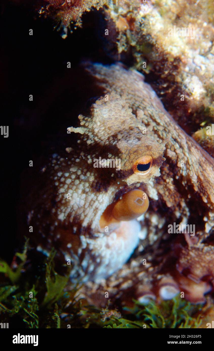 Nahaufnahme eines Tintenfischs mit Blick auf die Kamera Stockfoto