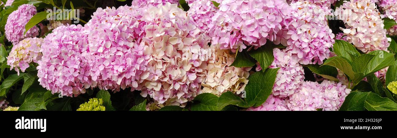 Vollformat-Panorama von blühenden rosa Hortensien während der Sommerzeit. Stockfoto