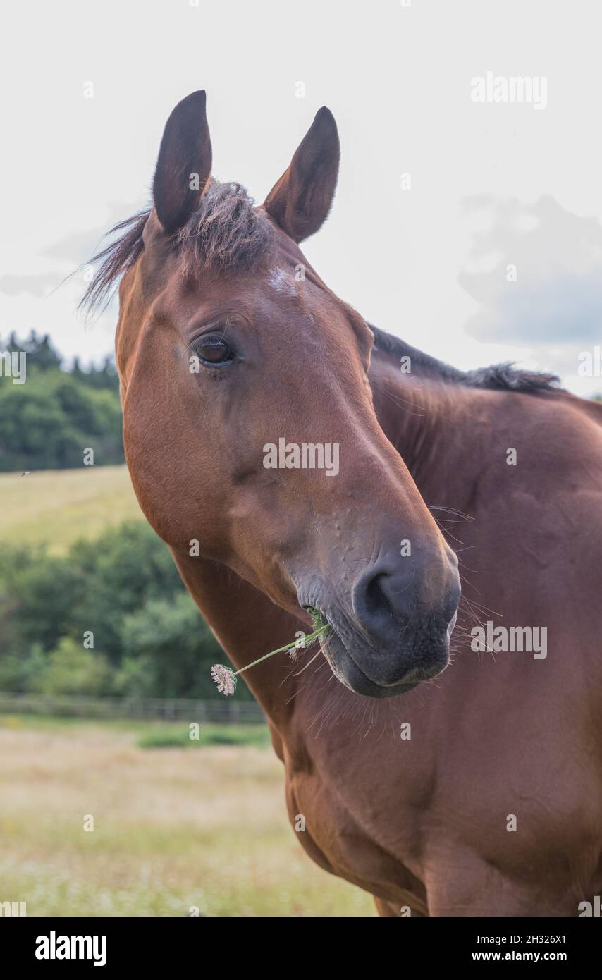 Ein Lorbeer posiert mit einer einzigen Blume im Mund. Suffolk UK Stockfoto