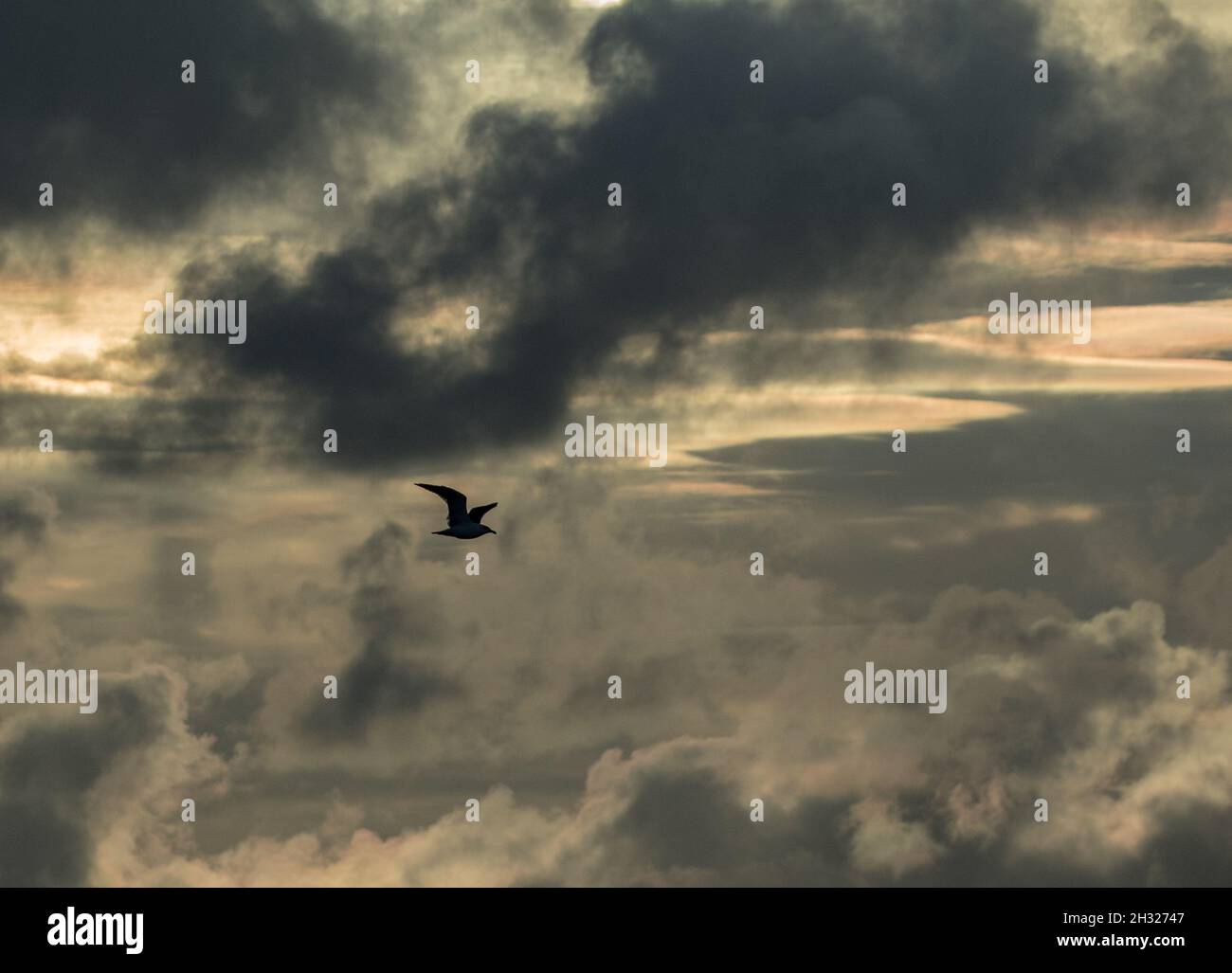 Ein eineinziger Vogel, der vor einem dramatischen stürmischen Himmel, Norfolk, Großbritannien, geschildet wurde Stockfoto