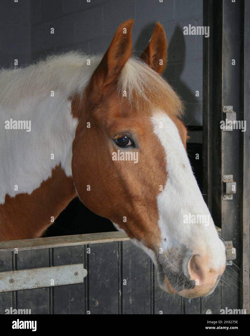 Eine Nahaufnahme des Kopfes einer Art Kastanie und weißen Pony in seinem Stall. Suffolk, Großbritannien Stockfoto