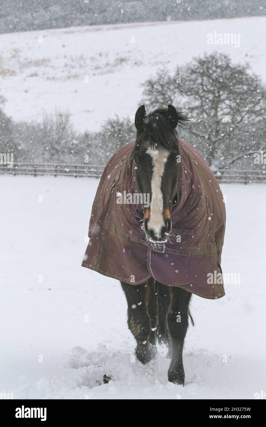 Winterschnee - Ein Lorbeer kam im Schnee auf dem Feld in ihrem vollen Teppich heraus. Es schneit, aber sie ist warm und glücklich. Suffolk, Großbritannien Stockfoto