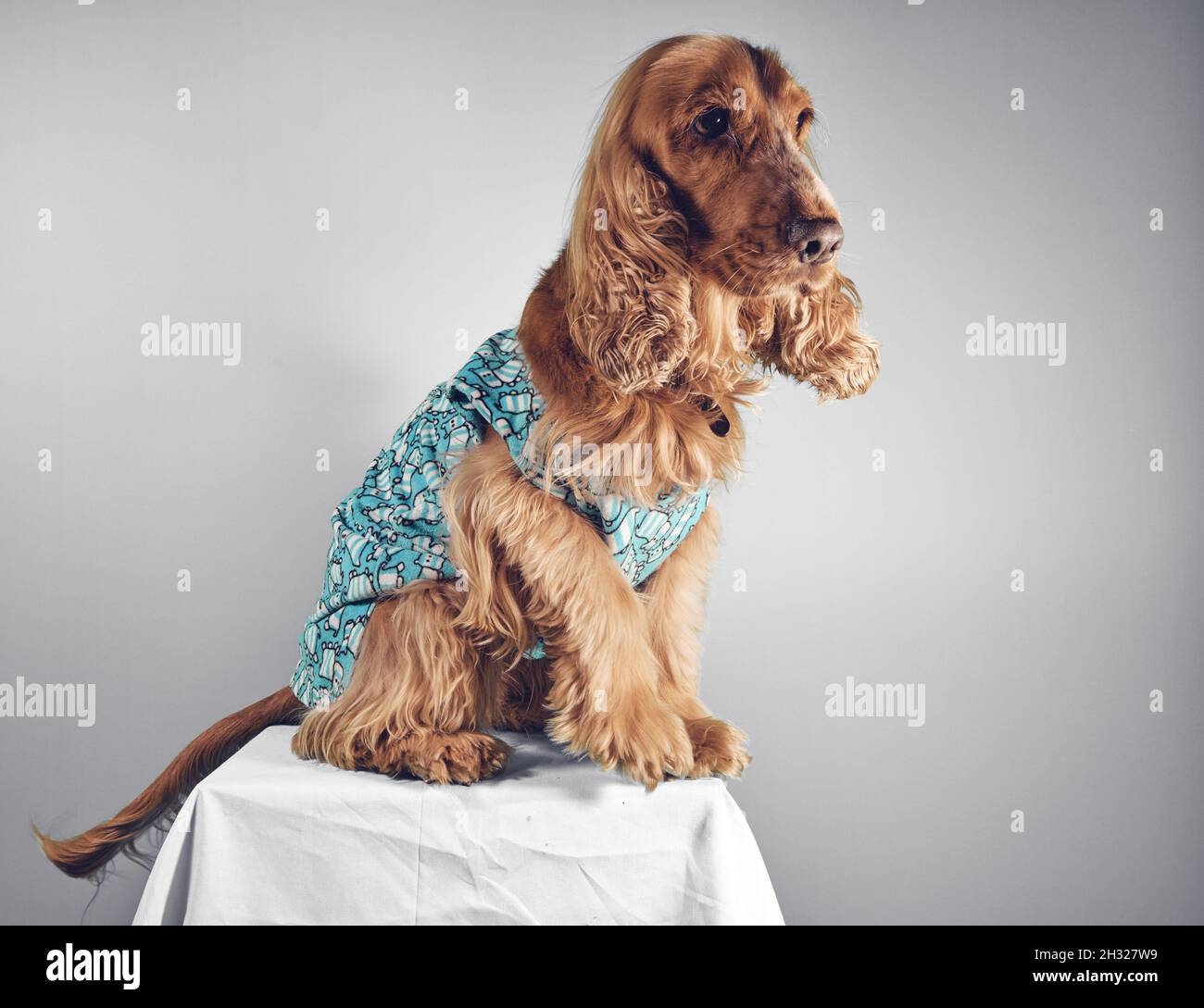 Cocker Spaniel Hund mit Kleidung Stockfoto