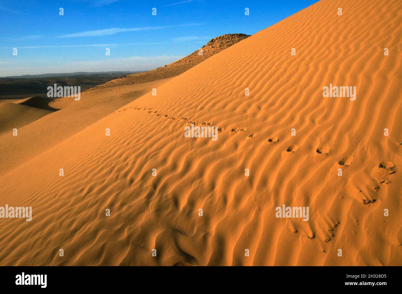 Wüste Sanddünen. Fotografiert im Großraum Aravah, Negev-Wüste, Israel Stockfoto