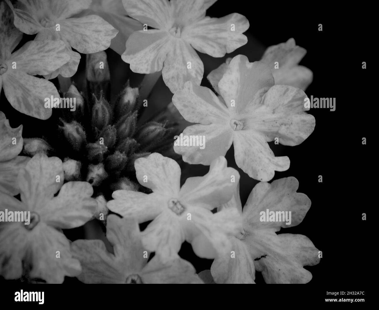 Verbena Blumen, Nahaufnahme. Blütenstand von kleinen Blumen, schwarz-weiß Bild. Stockfoto